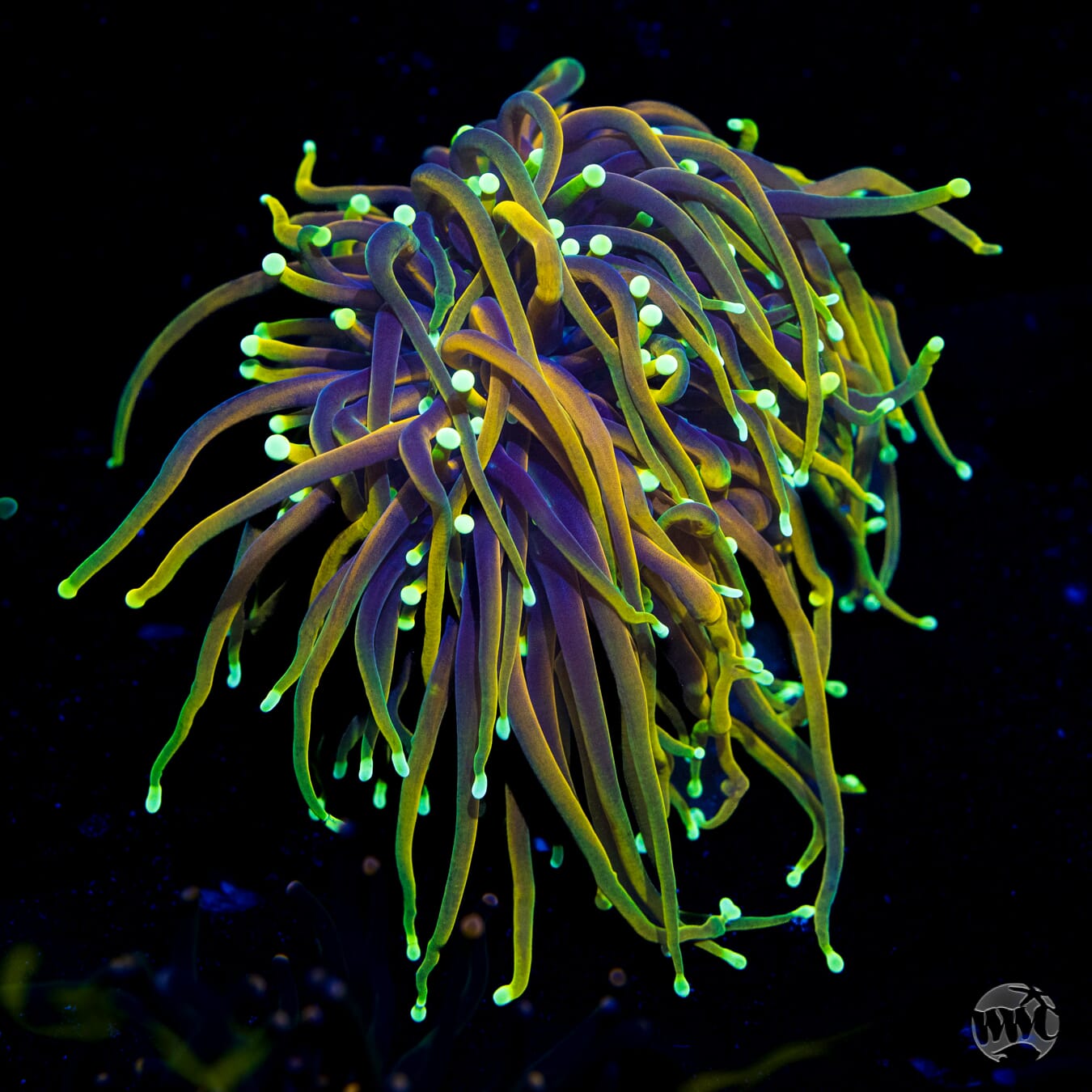 WWC Dragon Soul Torch