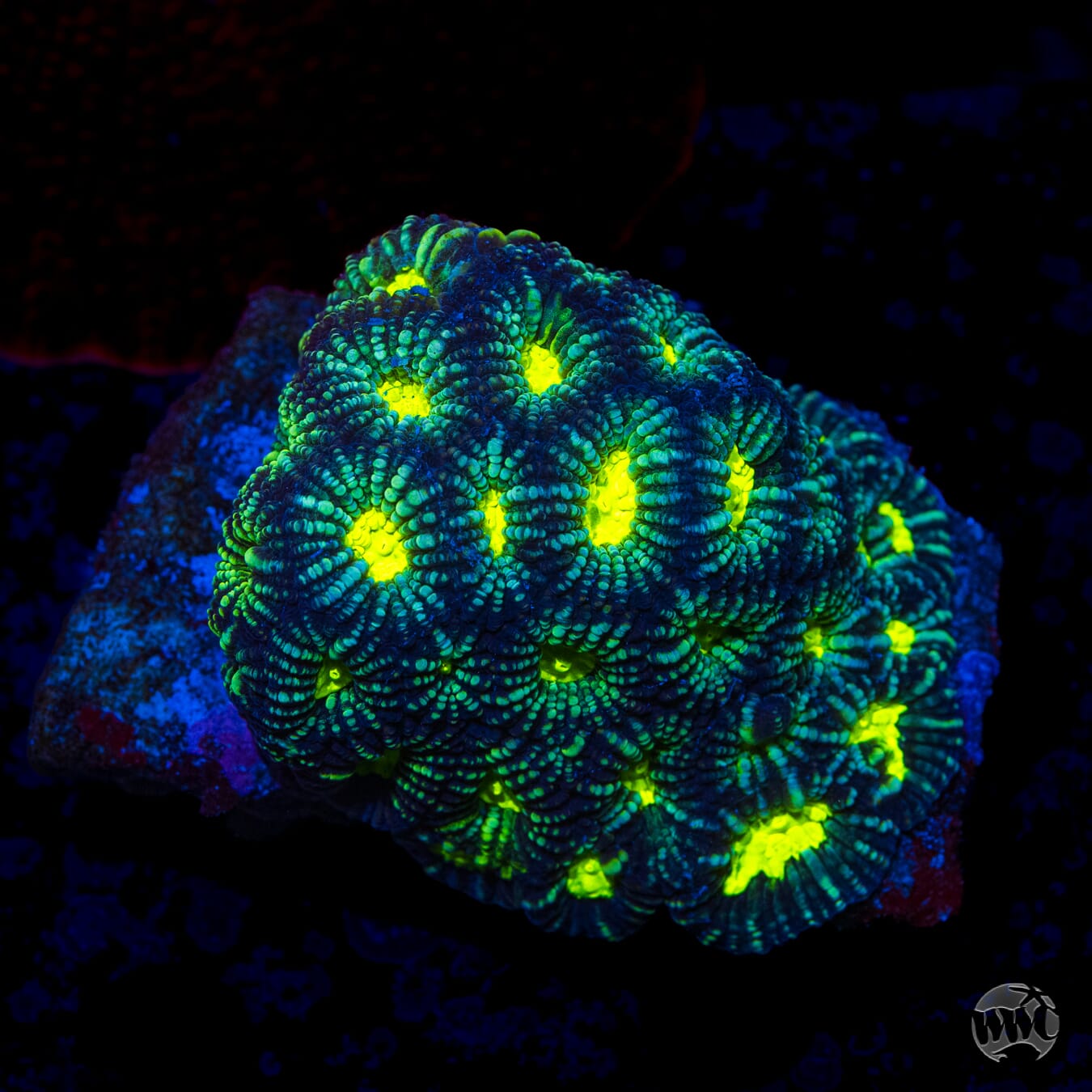 WWC Night Vision Favia