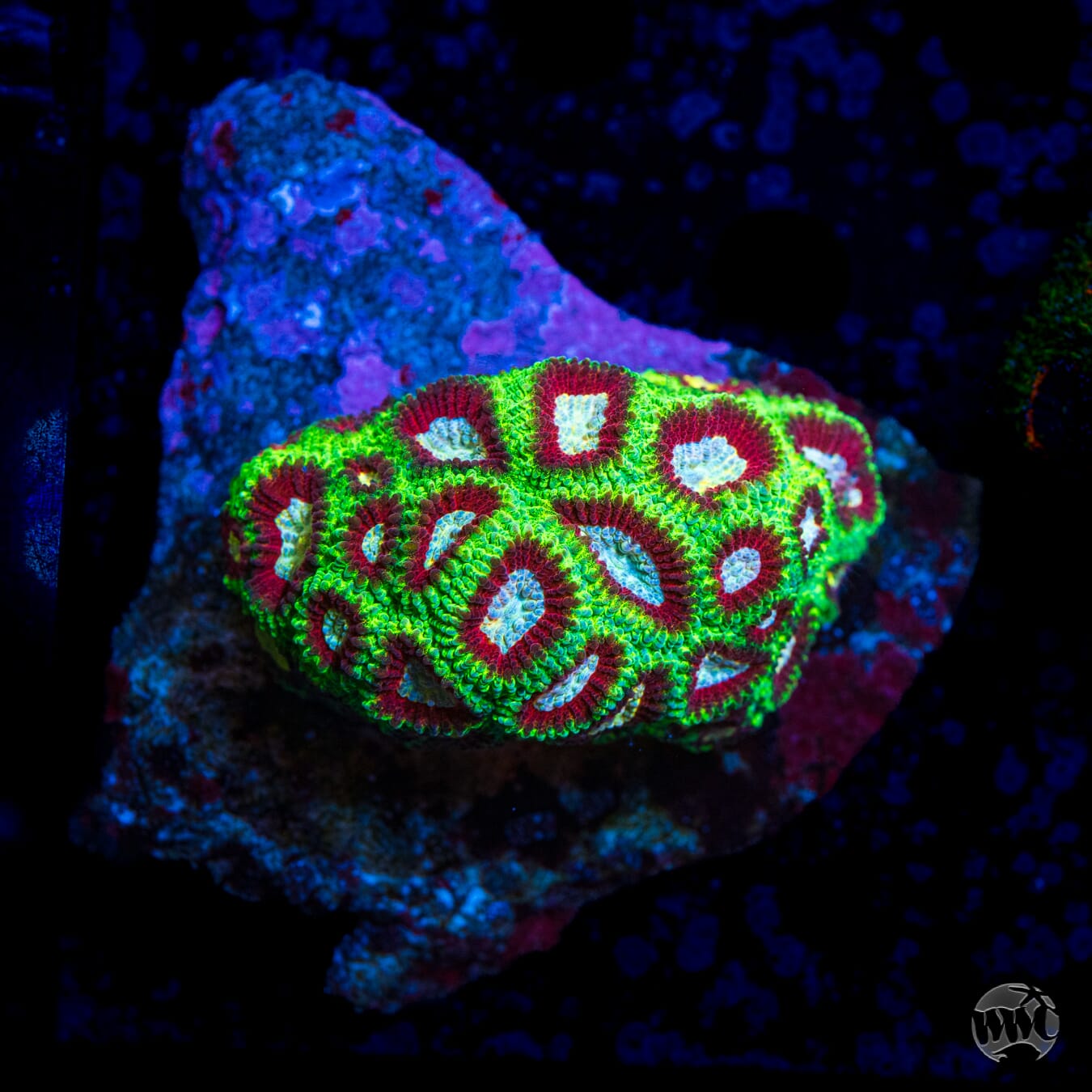 WWC Poison Dart Frog Favia