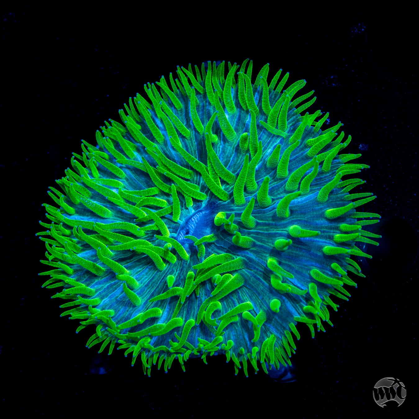 Worms of Krypton Plate Coral