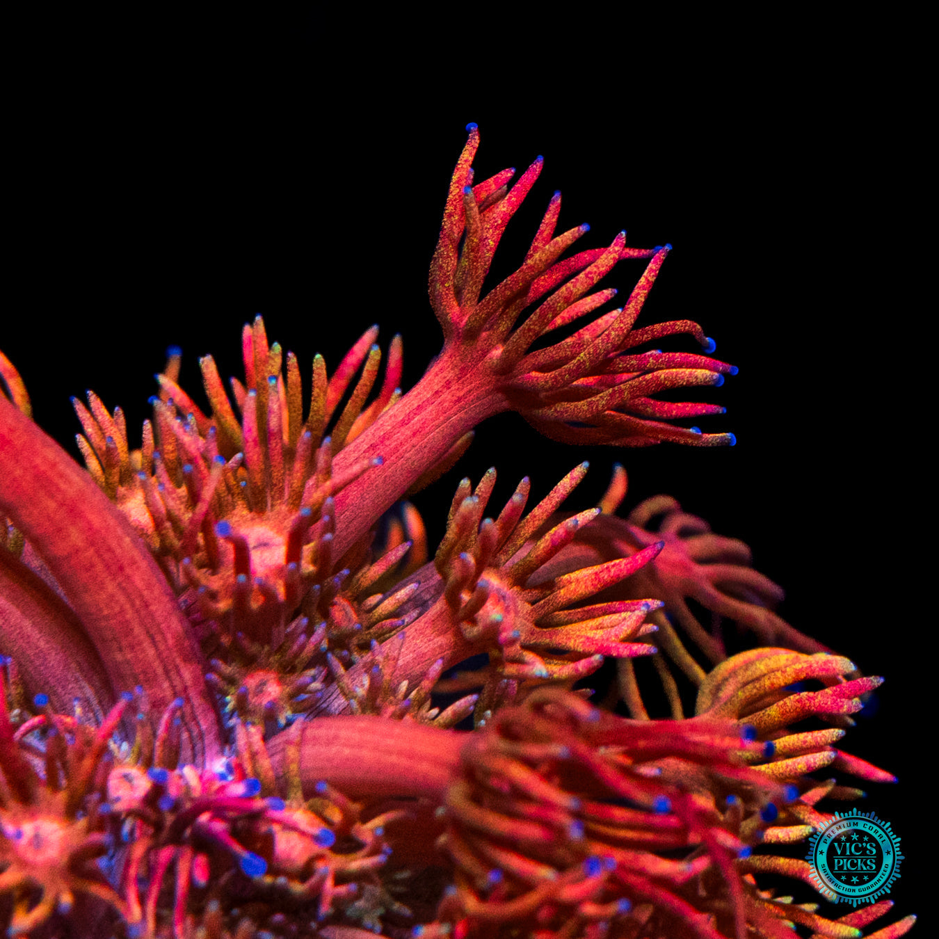 WWC Mango King Goniopora