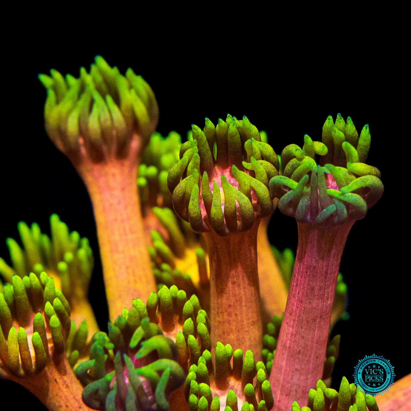 WWC Fruit Daddy Goniopora