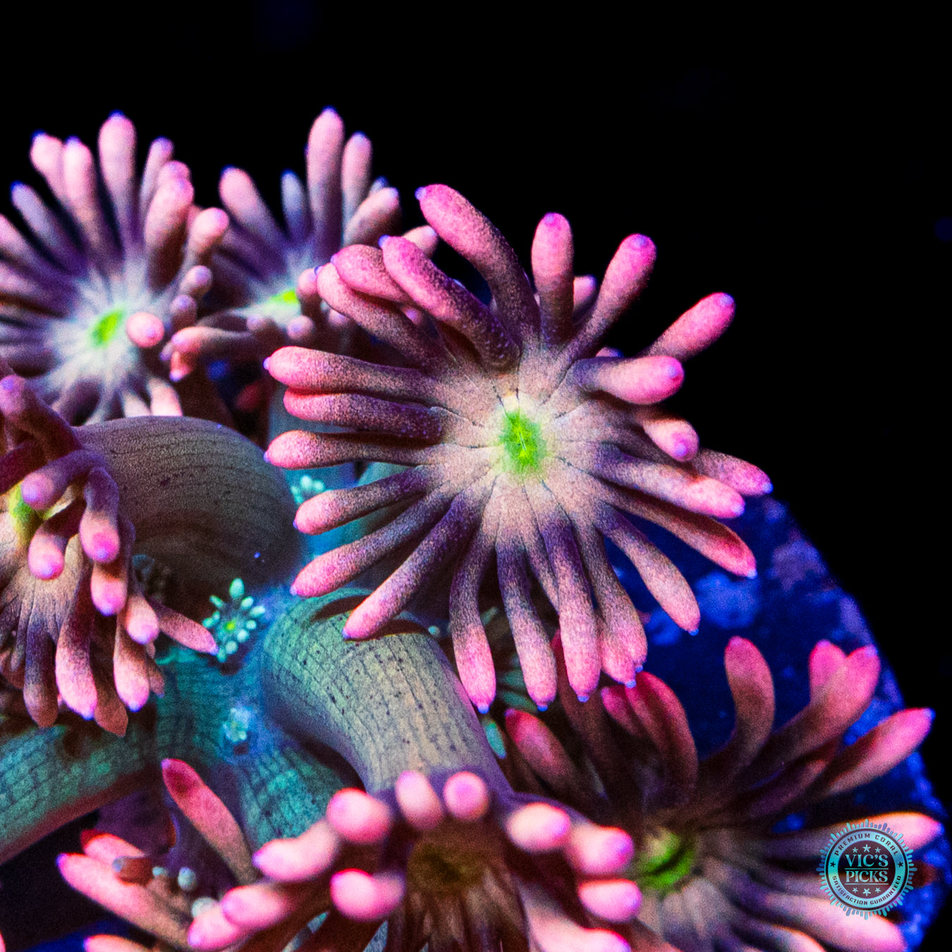 WWC Bay Watch Goniopora