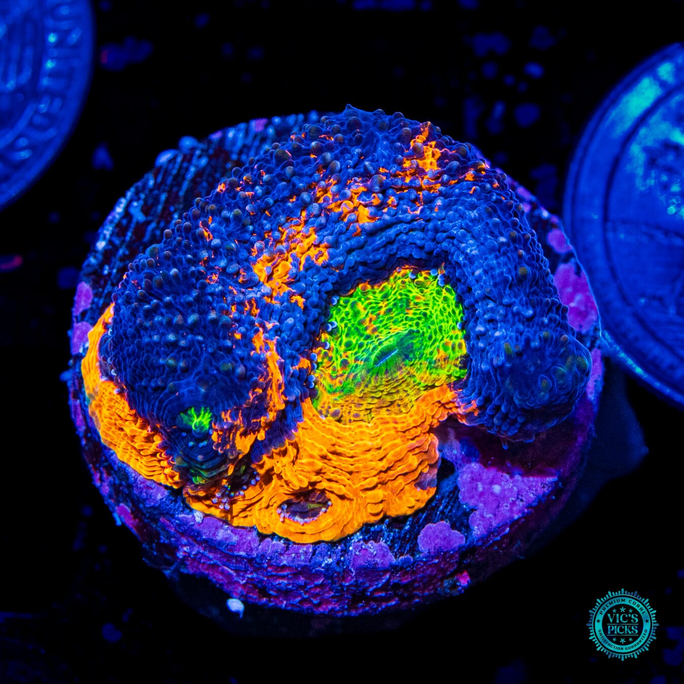 WWC Mango Tango Echinata