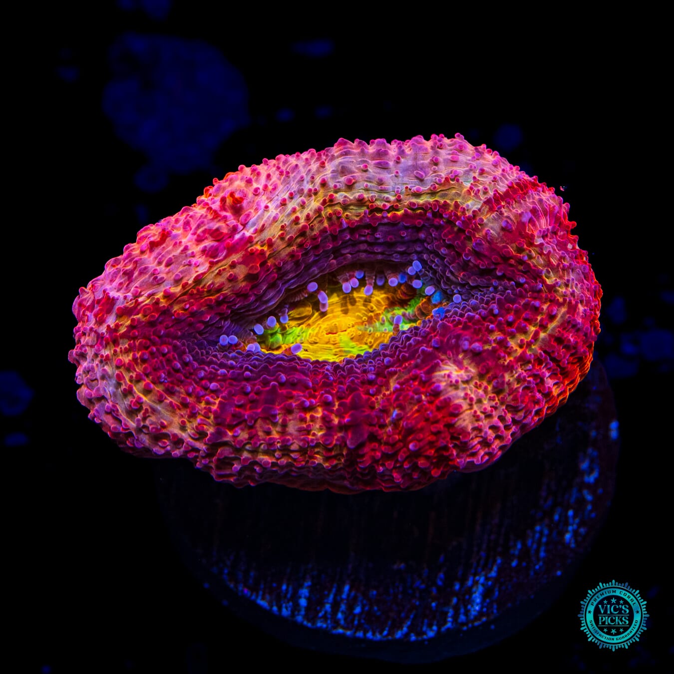 WWC Master of the Elements Bowerbanki