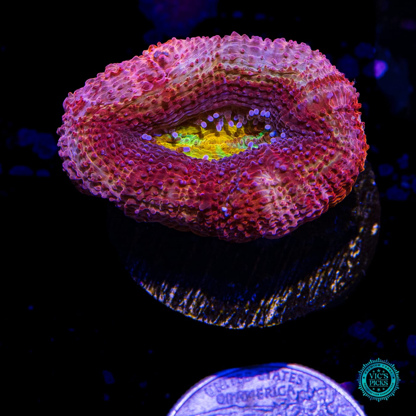 WWC Master of the Elements Bowerbanki