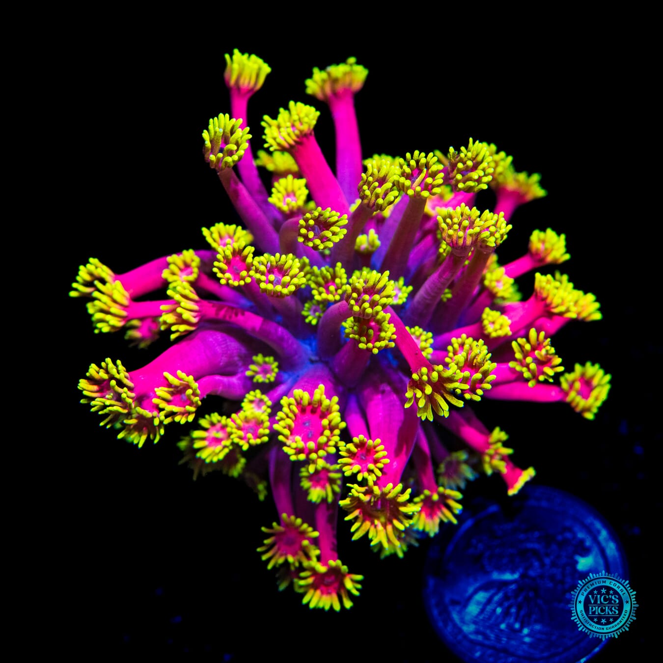 WWC Hollywood Nights Goniopora