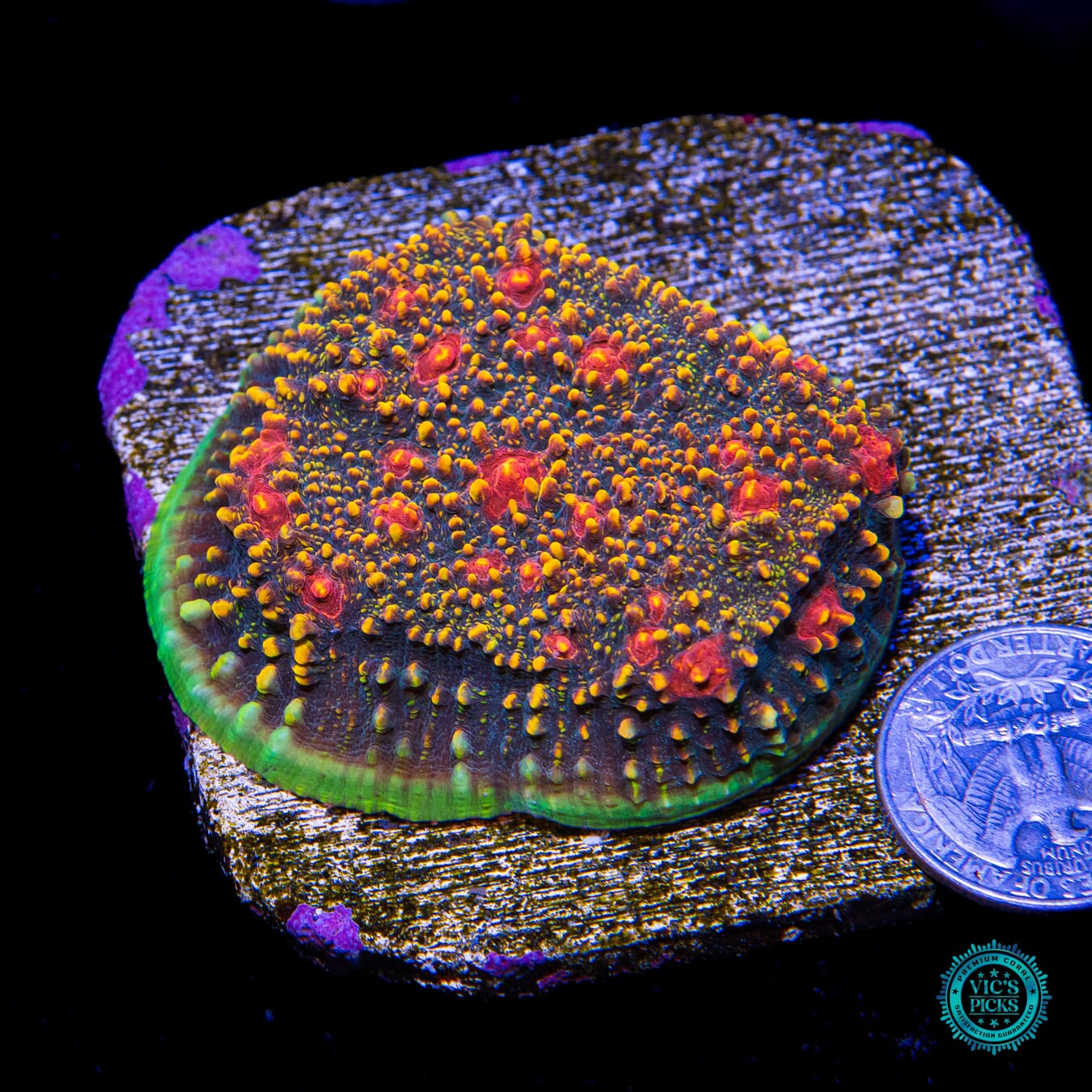 WWC Mountain Dew Chalice