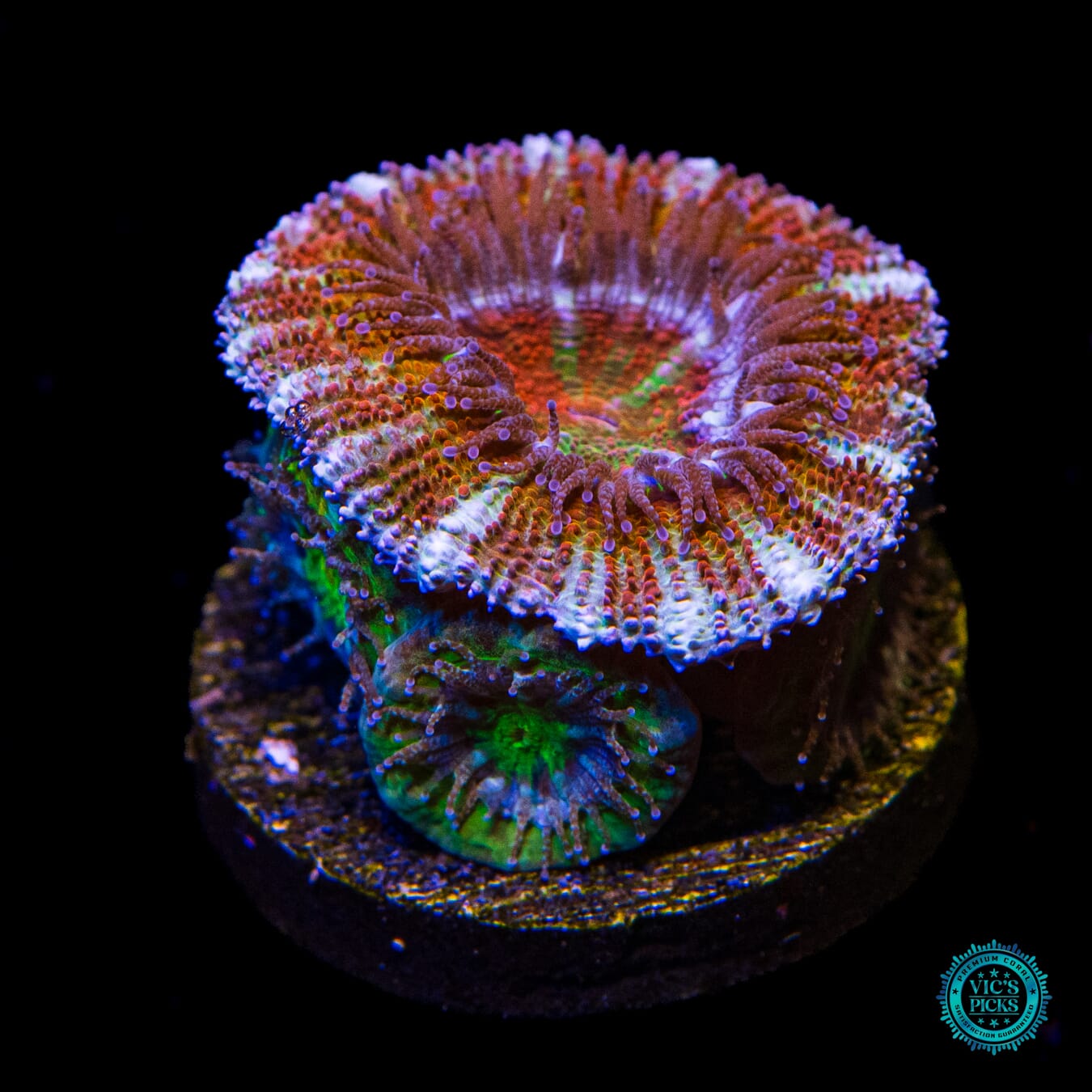 WWC Clown Car Aussie Lord