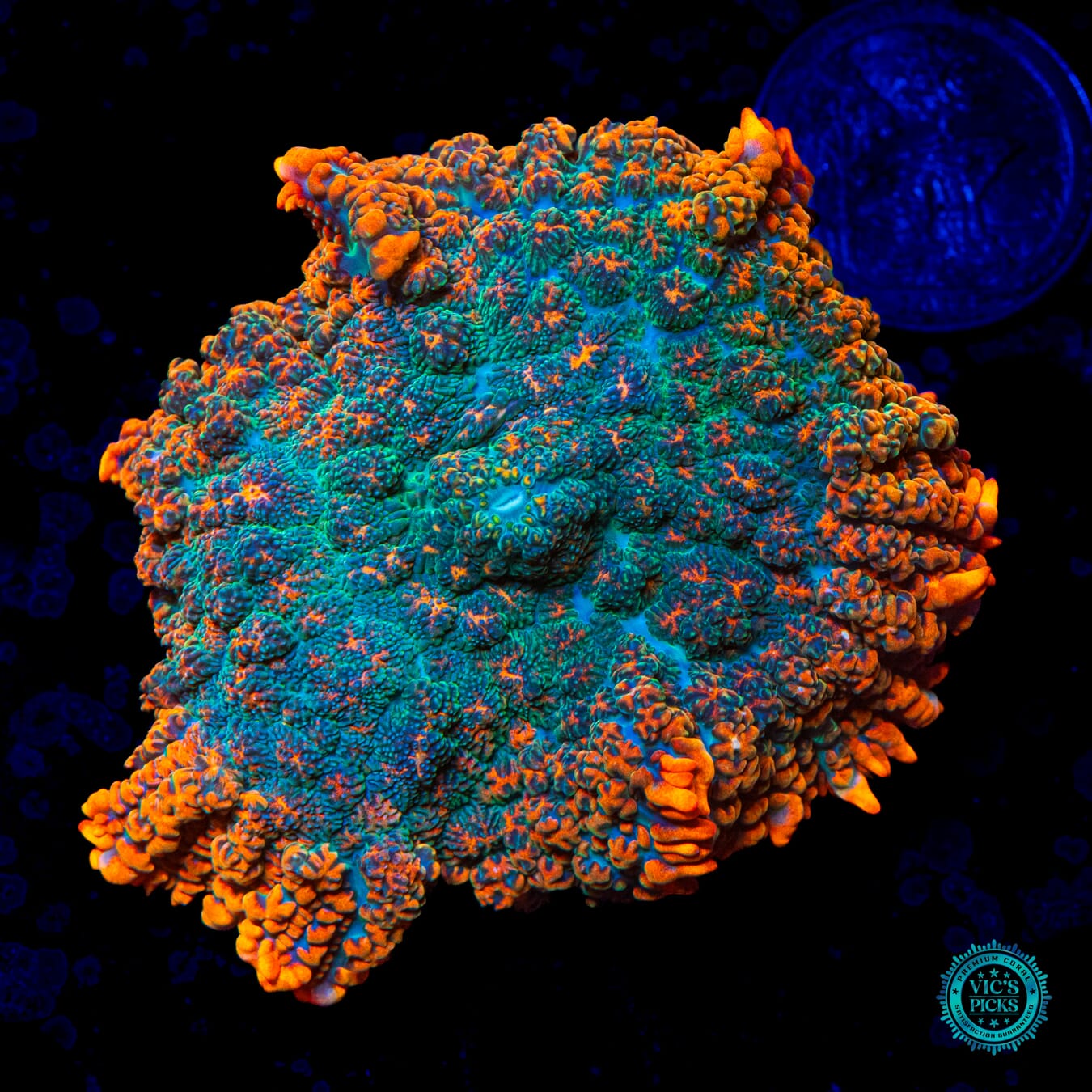 WWC Dragon Pulse Rhodactis Mushroom