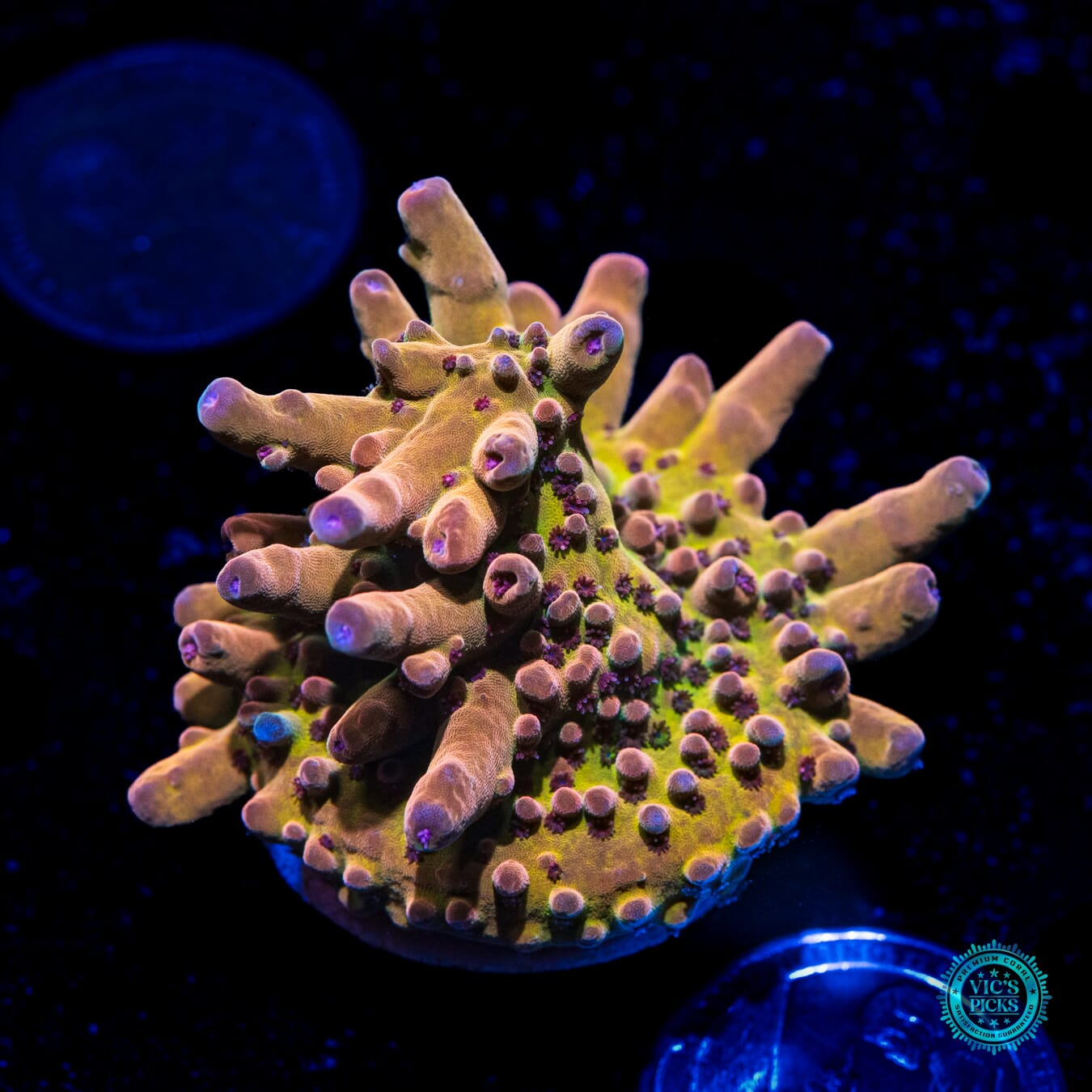 WWC Big Hoss Acropora