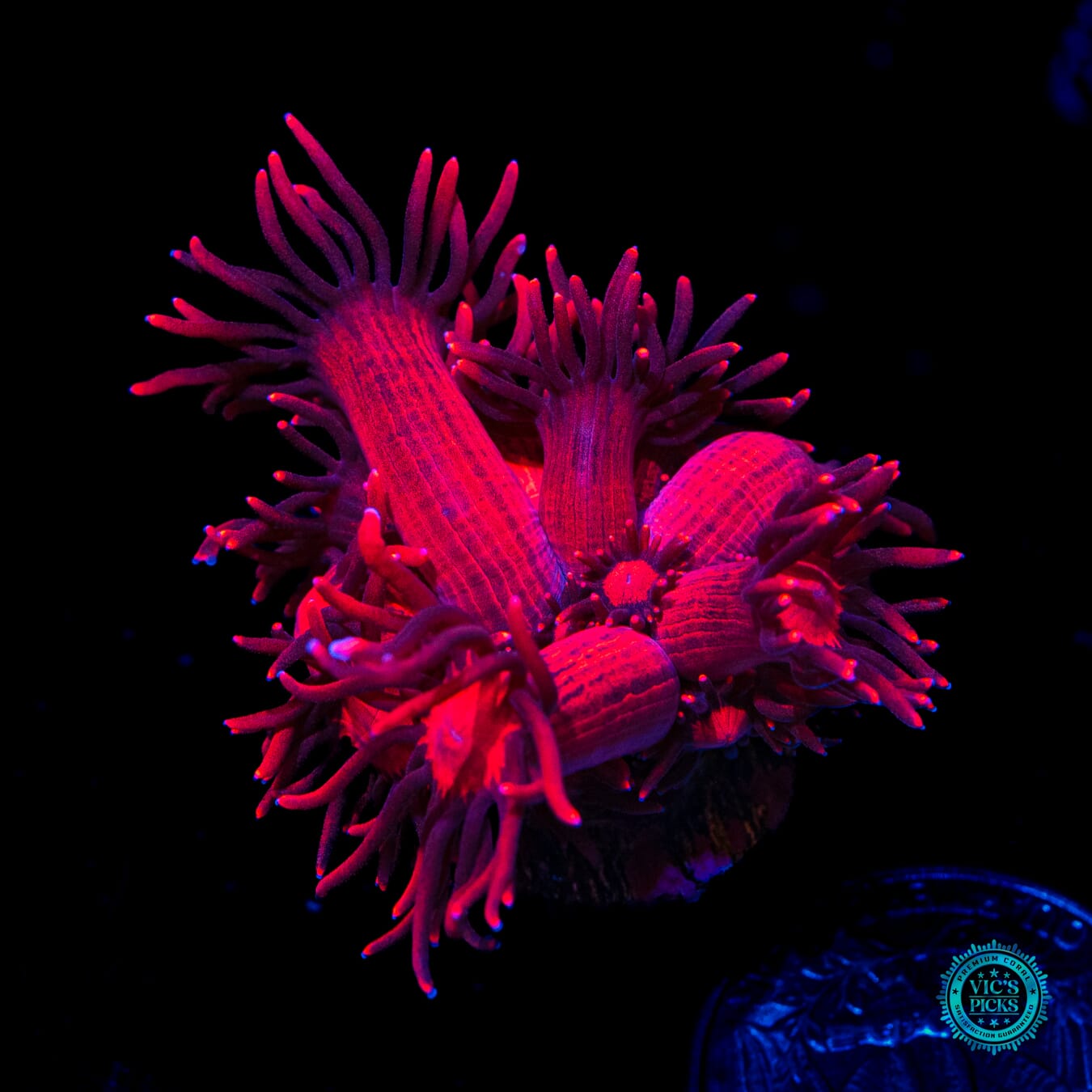 WWC Ragnarok Goniopora