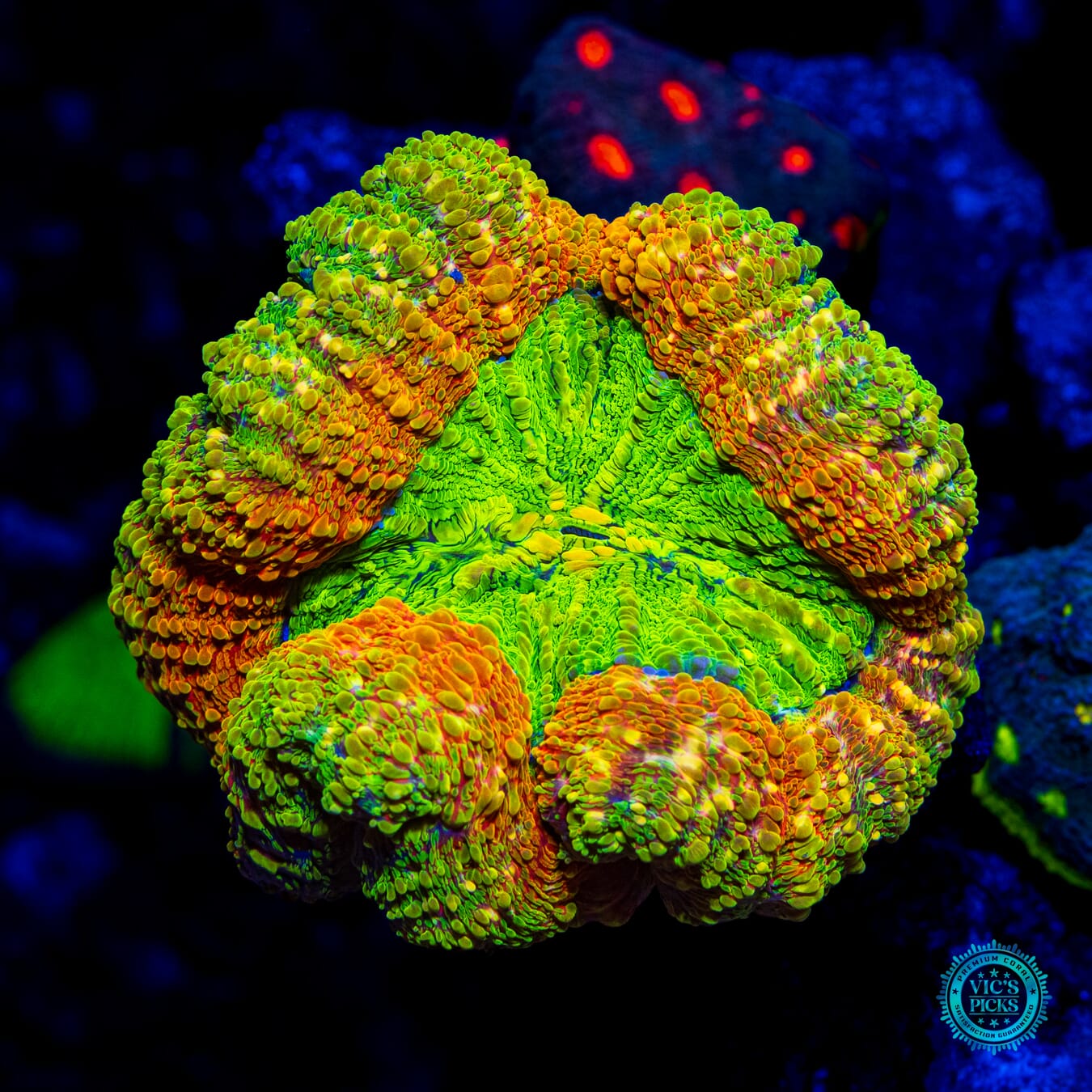 Venom King Lobophyllia