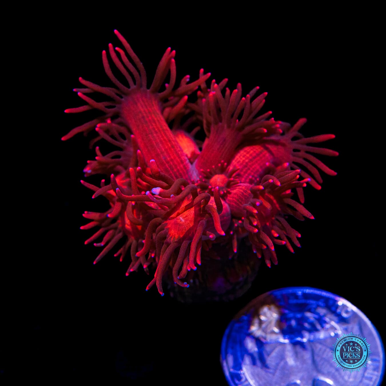 WWC Ragnarok Goniopora