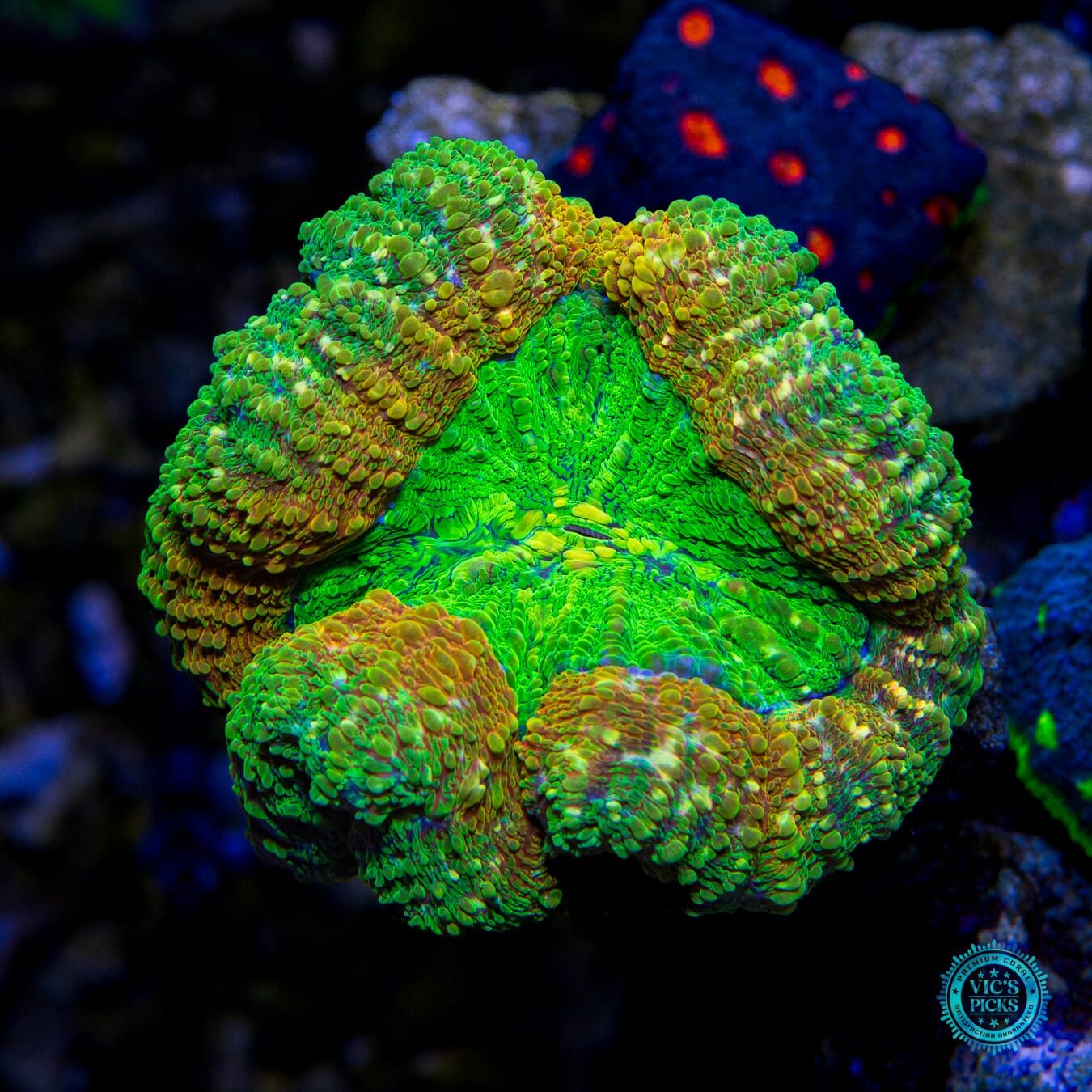 Venom King Lobophyllia