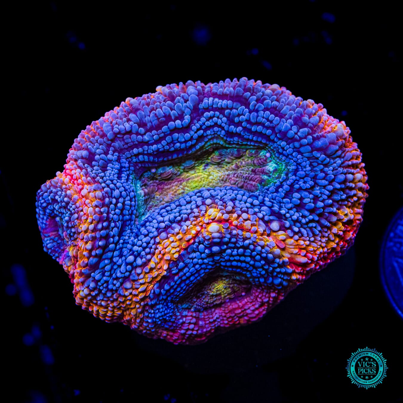 WWC Obliterator Bowerbanki