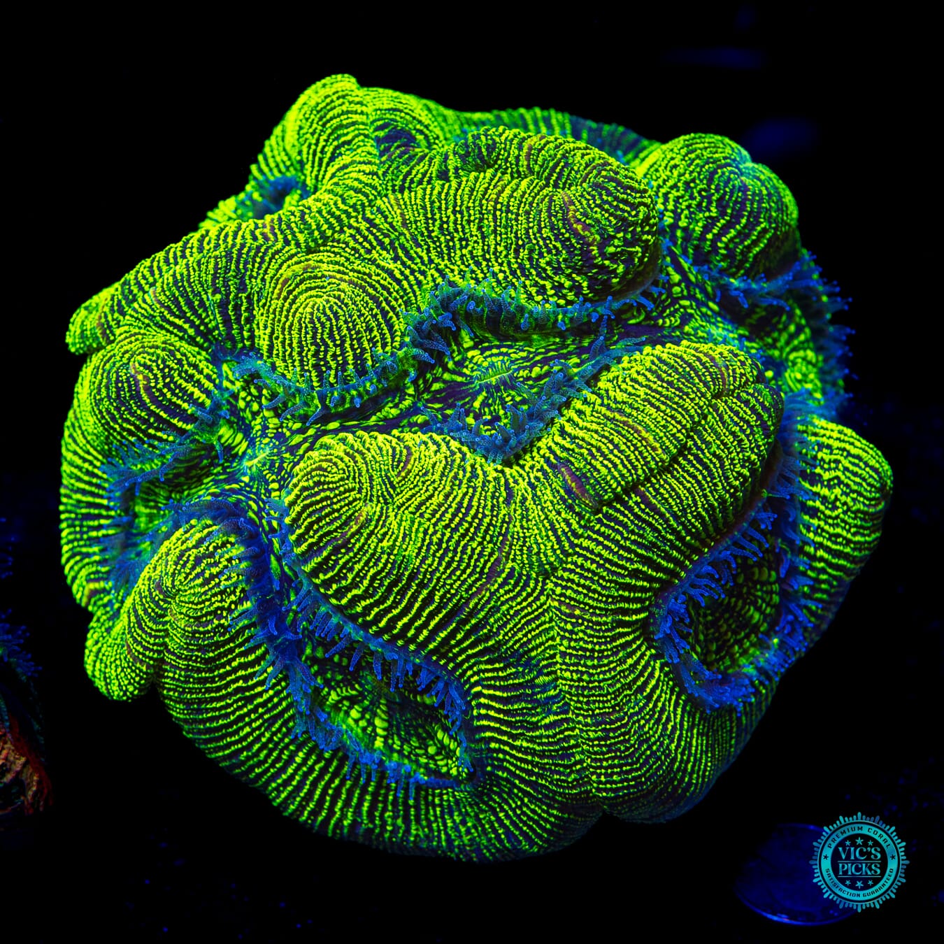 XXL Nuclear Meltdown Trachyphyllia