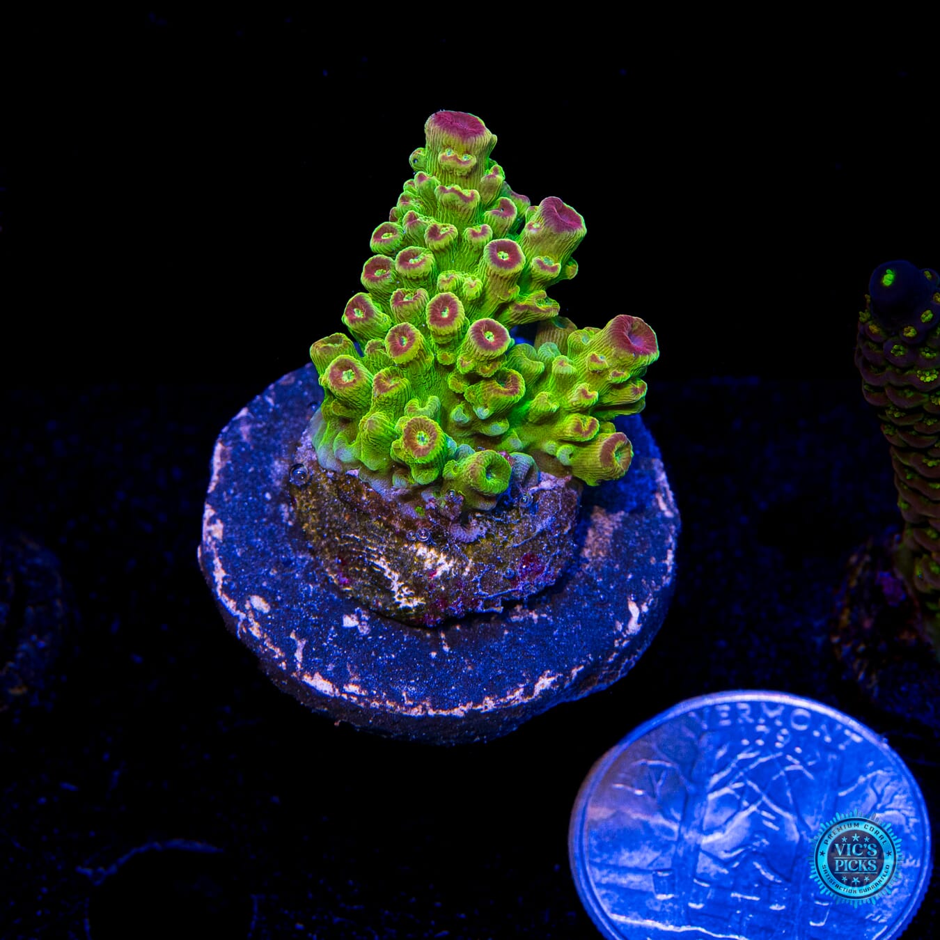 WWC Captain Caveman Acropora