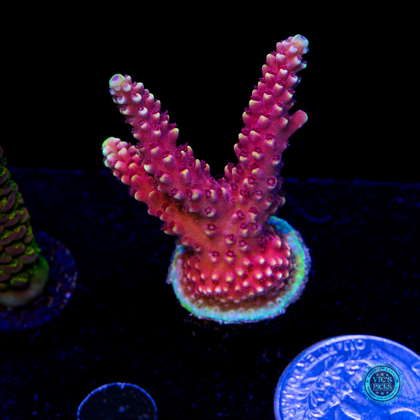 WWC Terra Red Acropora