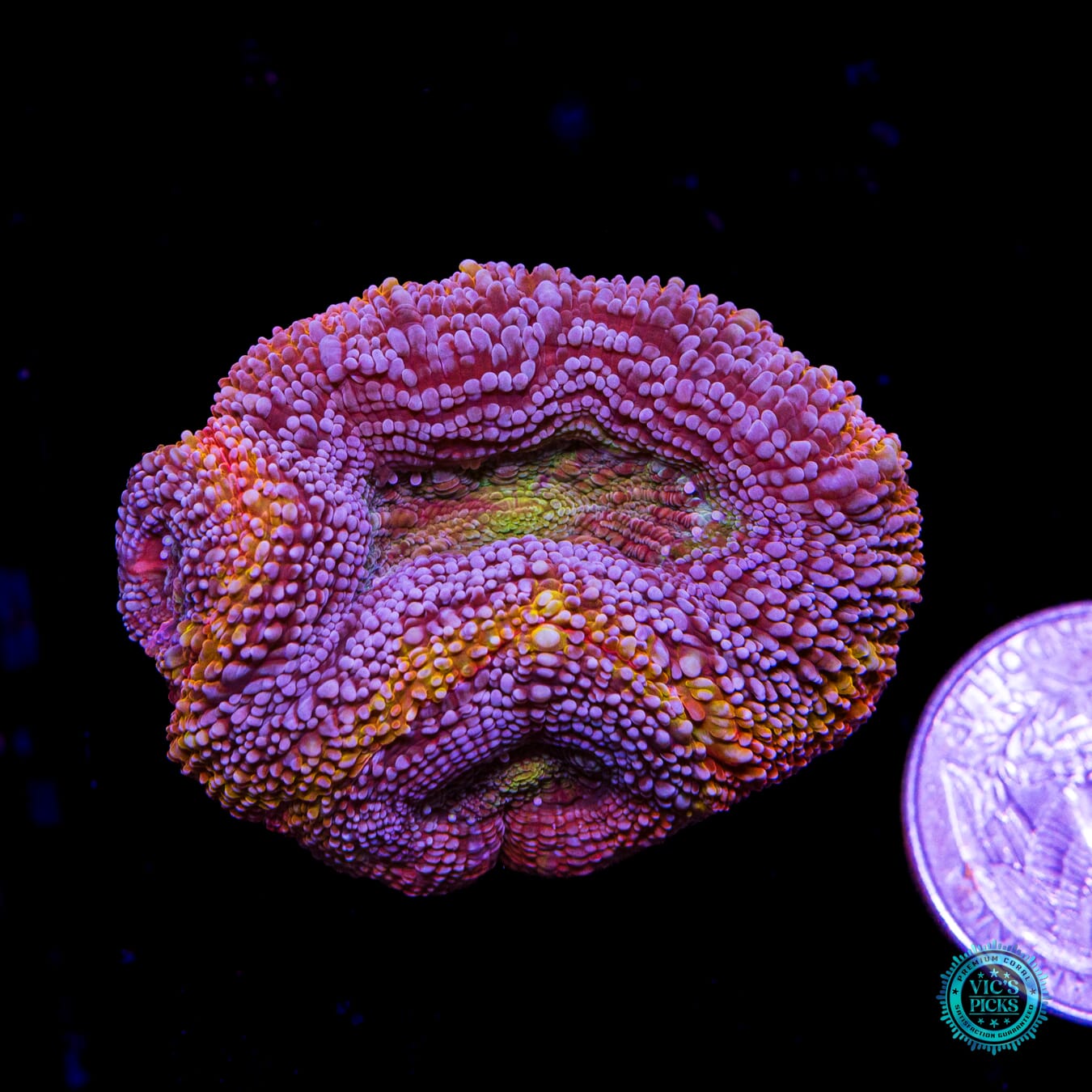 WWC Obliterator Bowerbanki