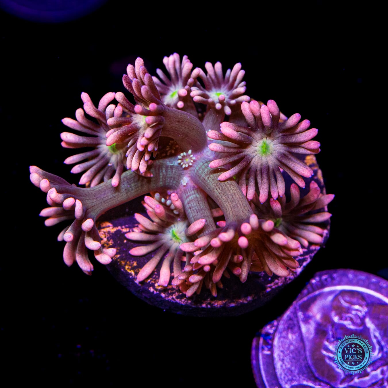 WWC Bay Watch Goniopora