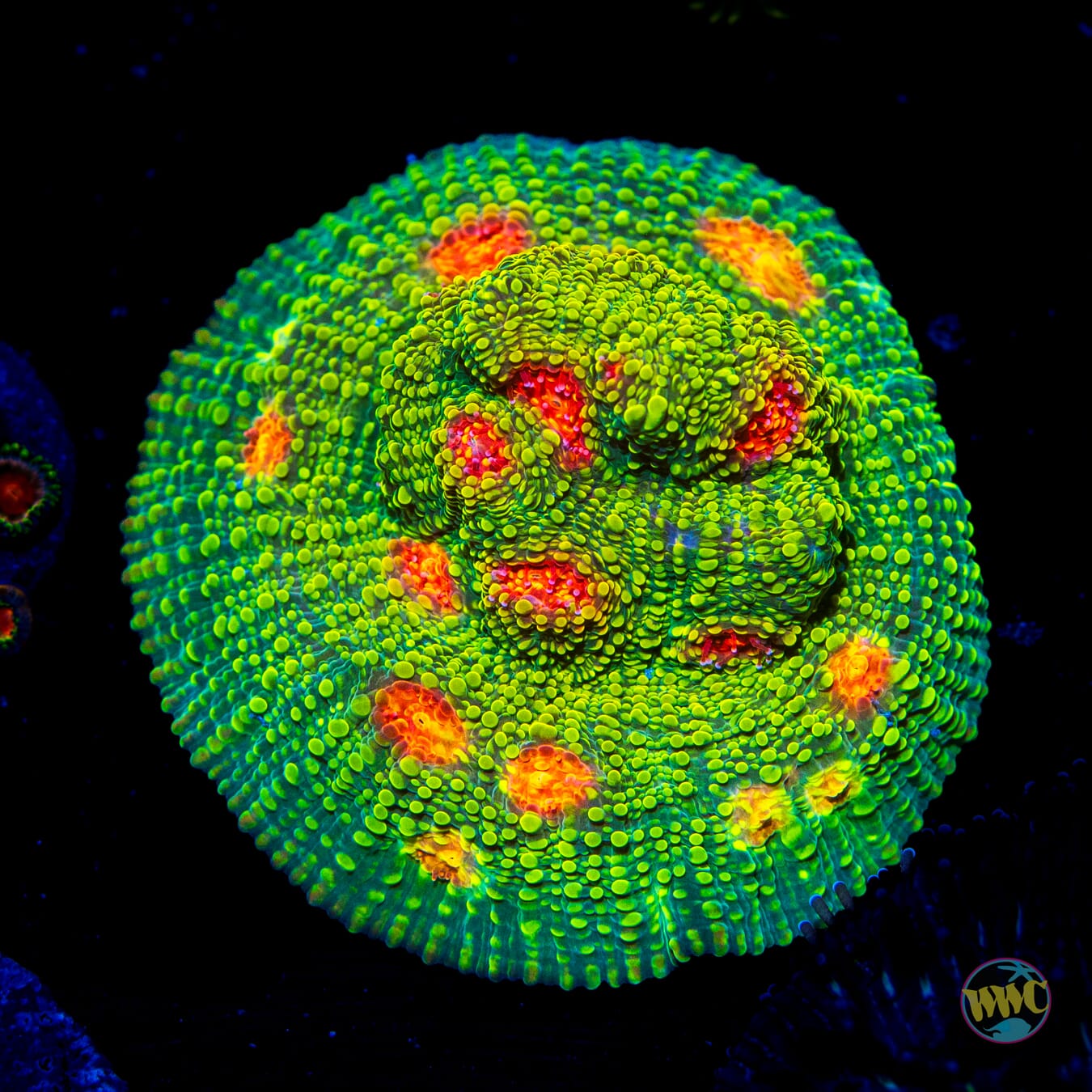 WWC Bubblegum Monster Chalice