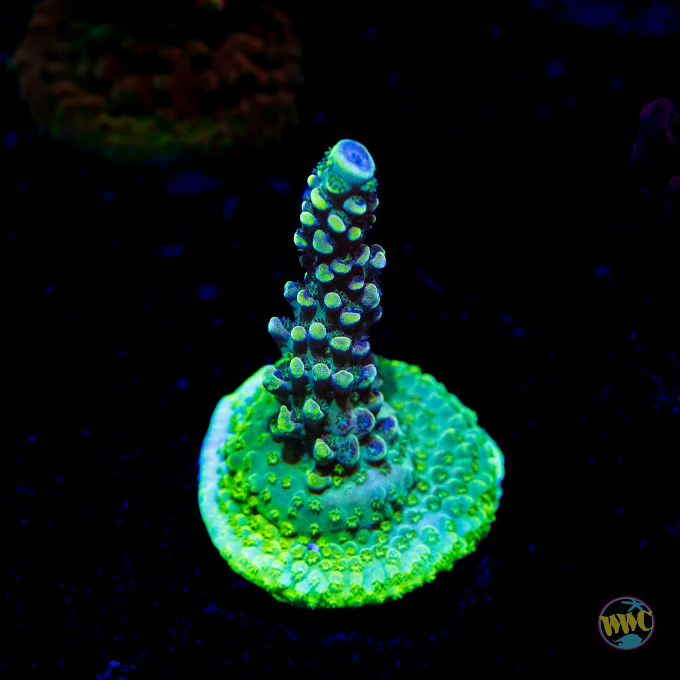 WWC Aqua Delight Acropora