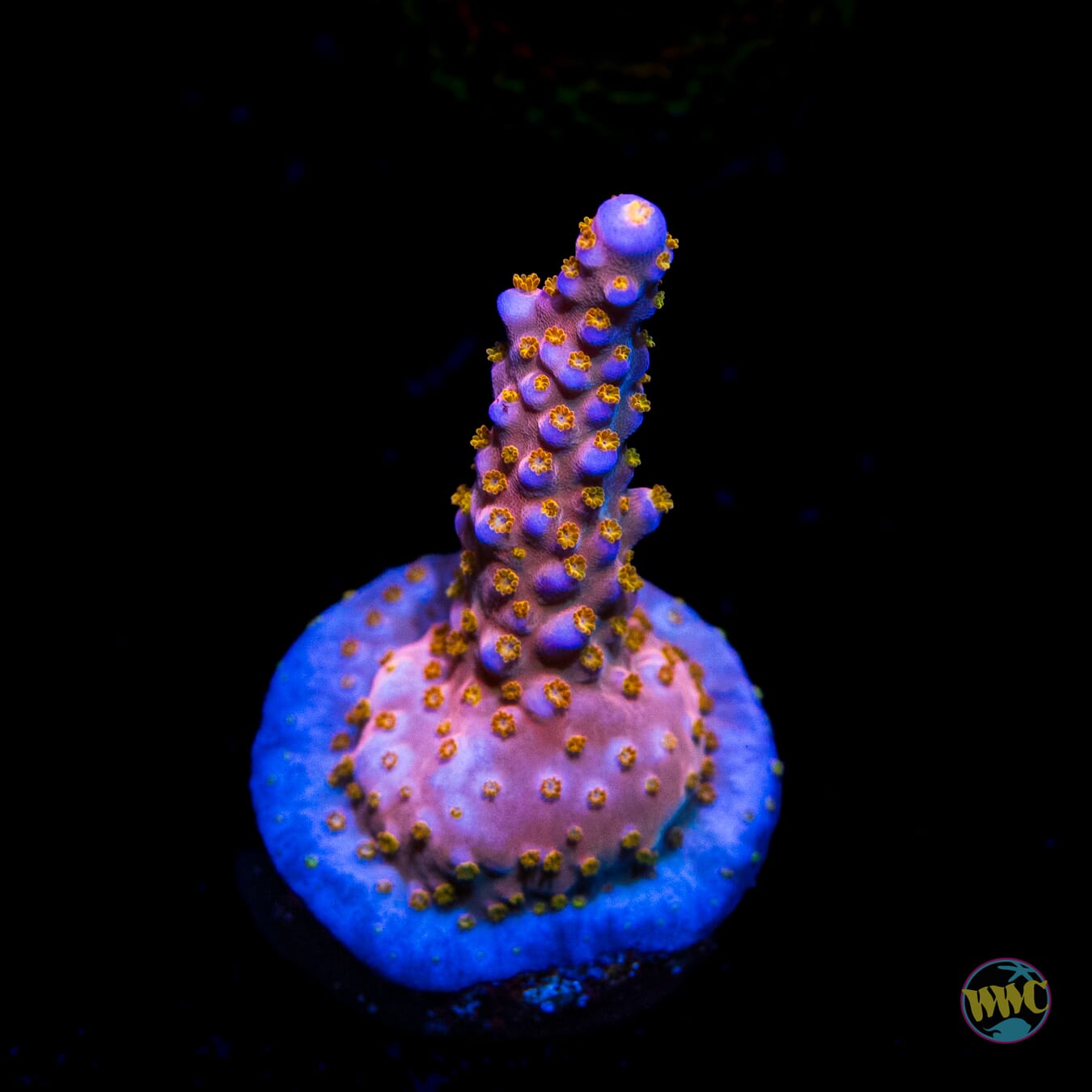 WWC Mojo Man Acropora