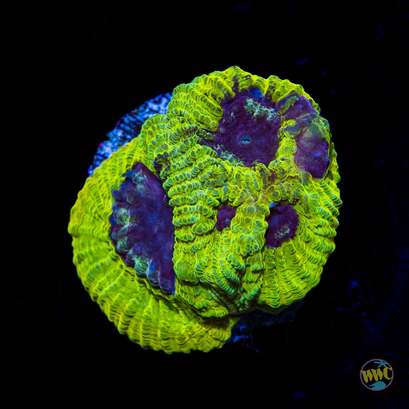 WWC Lemon Zoinkers Favia