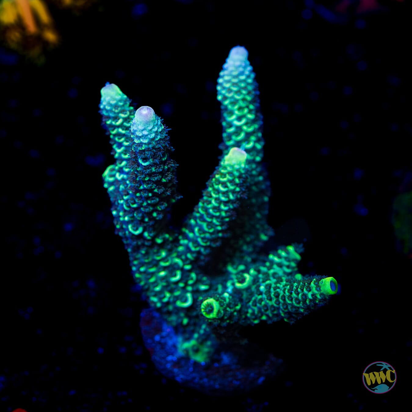 XL Limon Mille Acropora