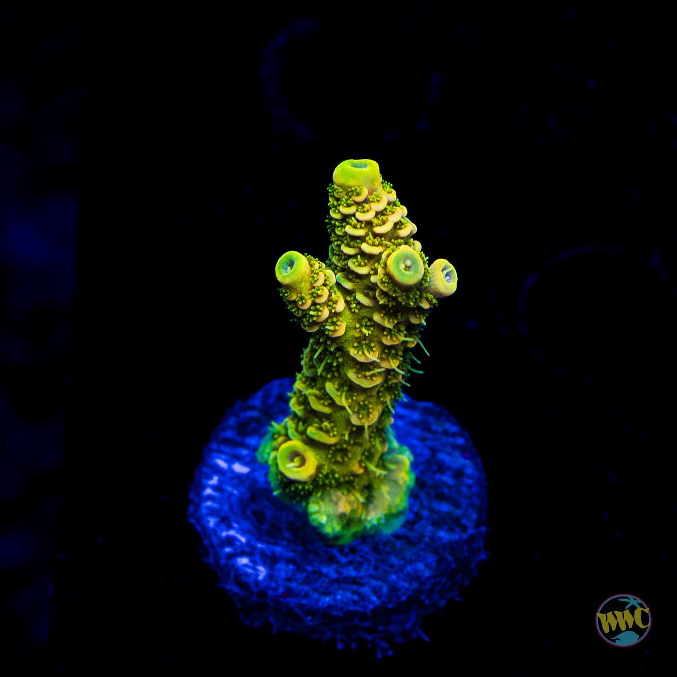 WWC Cactus Cooler Mille Acropora