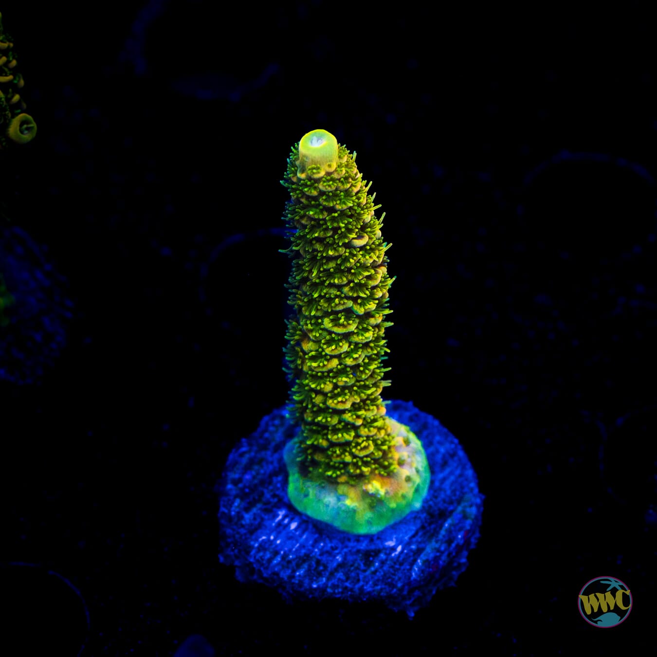 WWC Cactus Cooler Mille Acropora