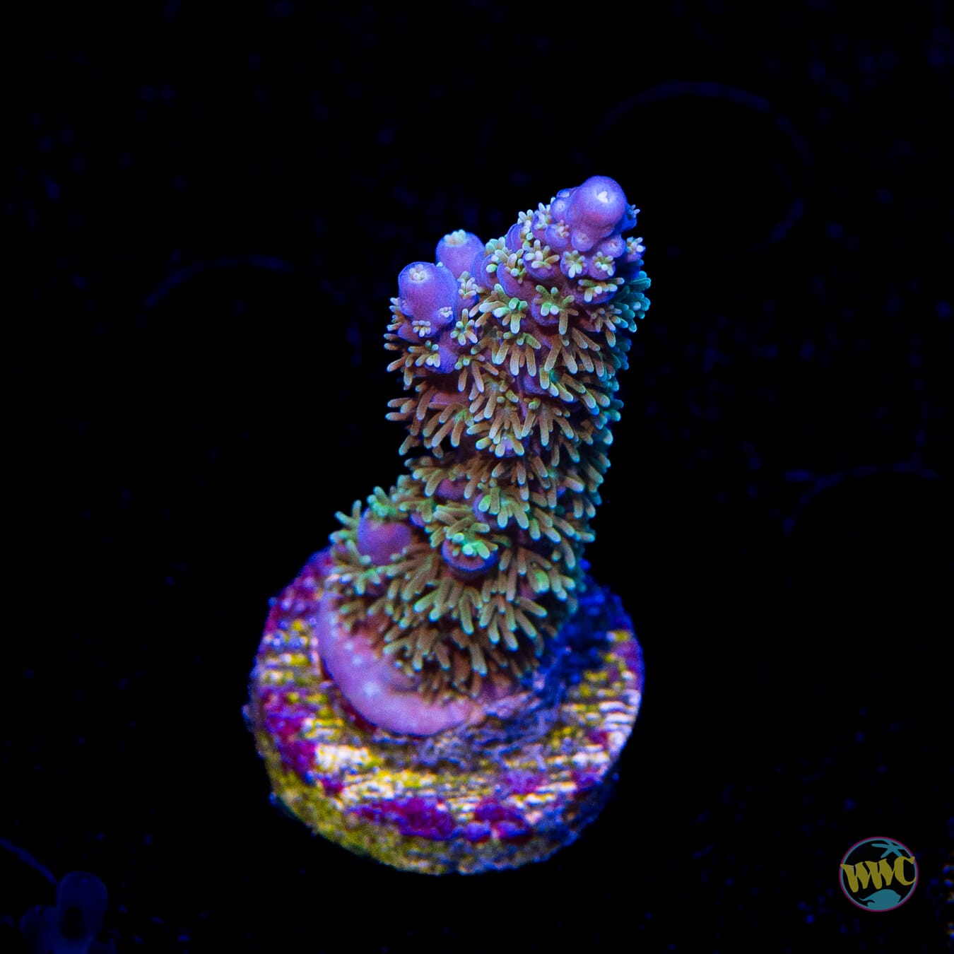 Zimmerman's Blue Horrida Acropora