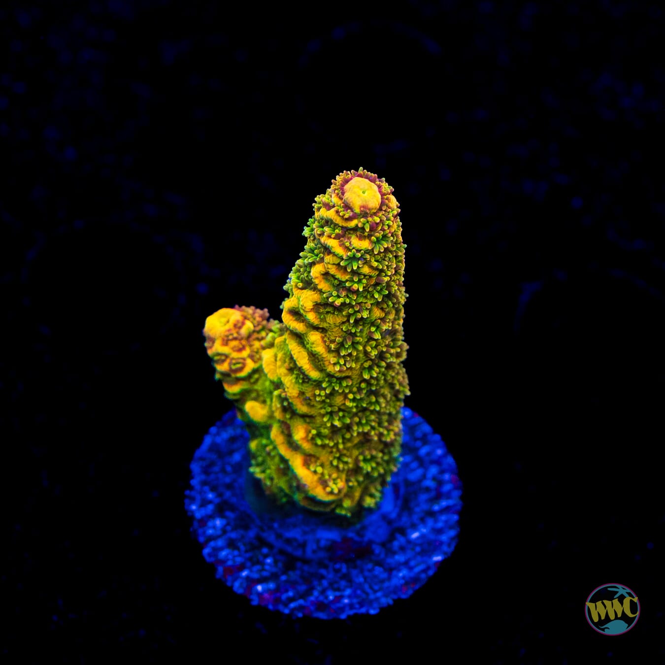 WWC Mille Cyrus Acropora