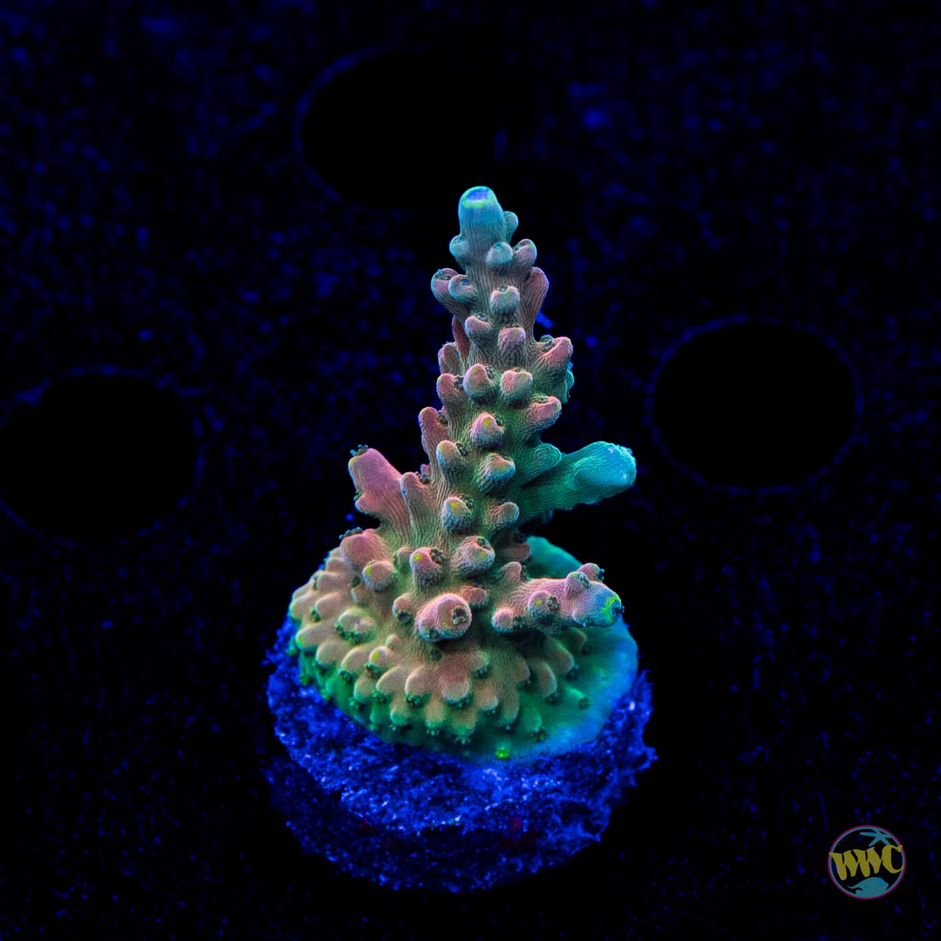 WWC King Kiwi Acropora
