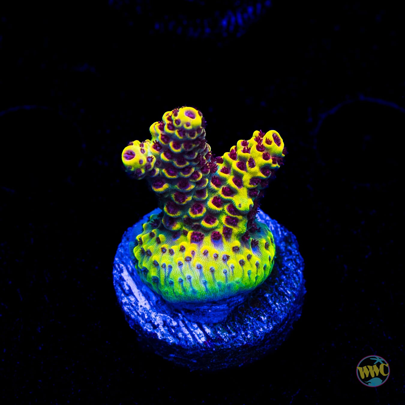 WWC Super Red Polyp Clathrata Acropora