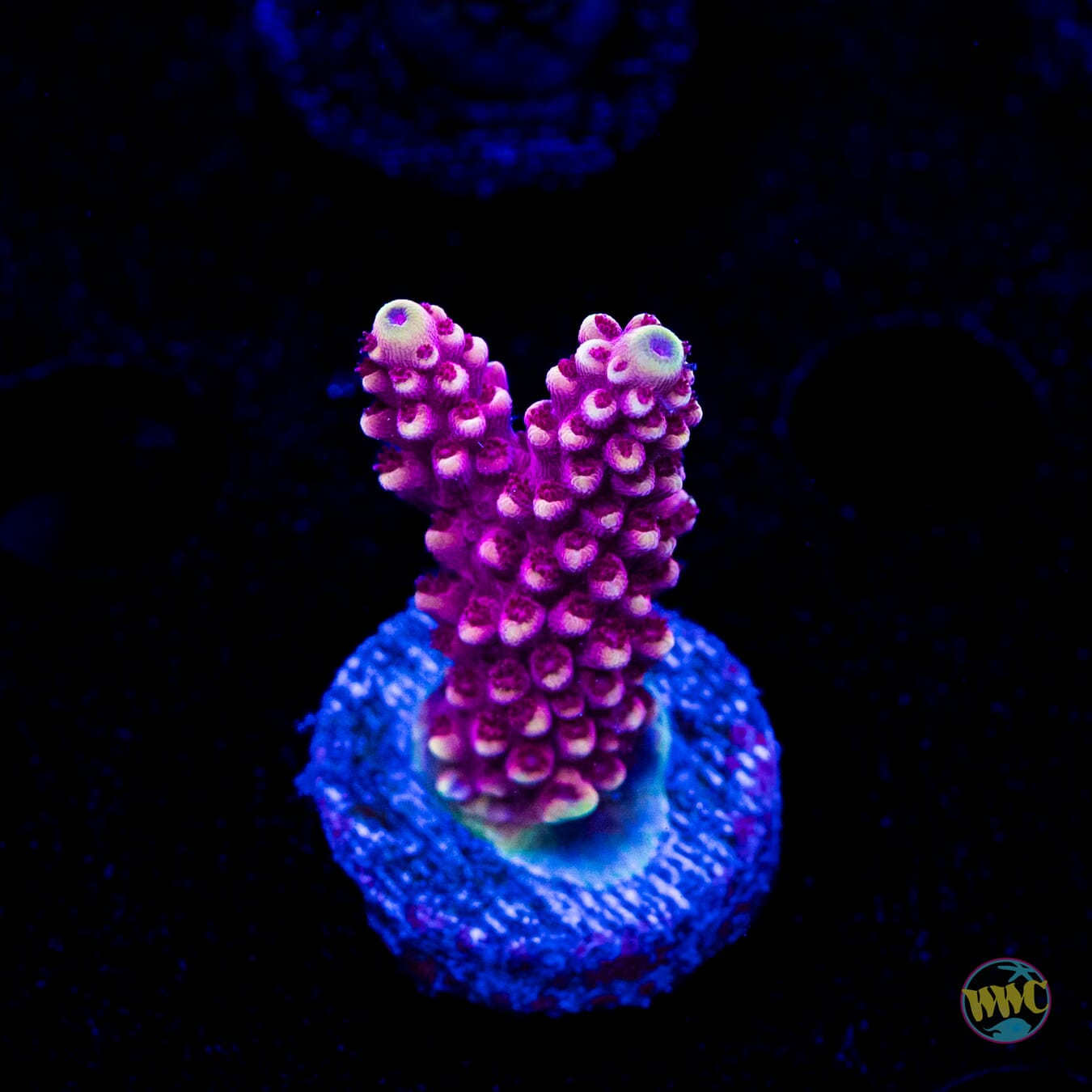 WWC Terra Red Acropora