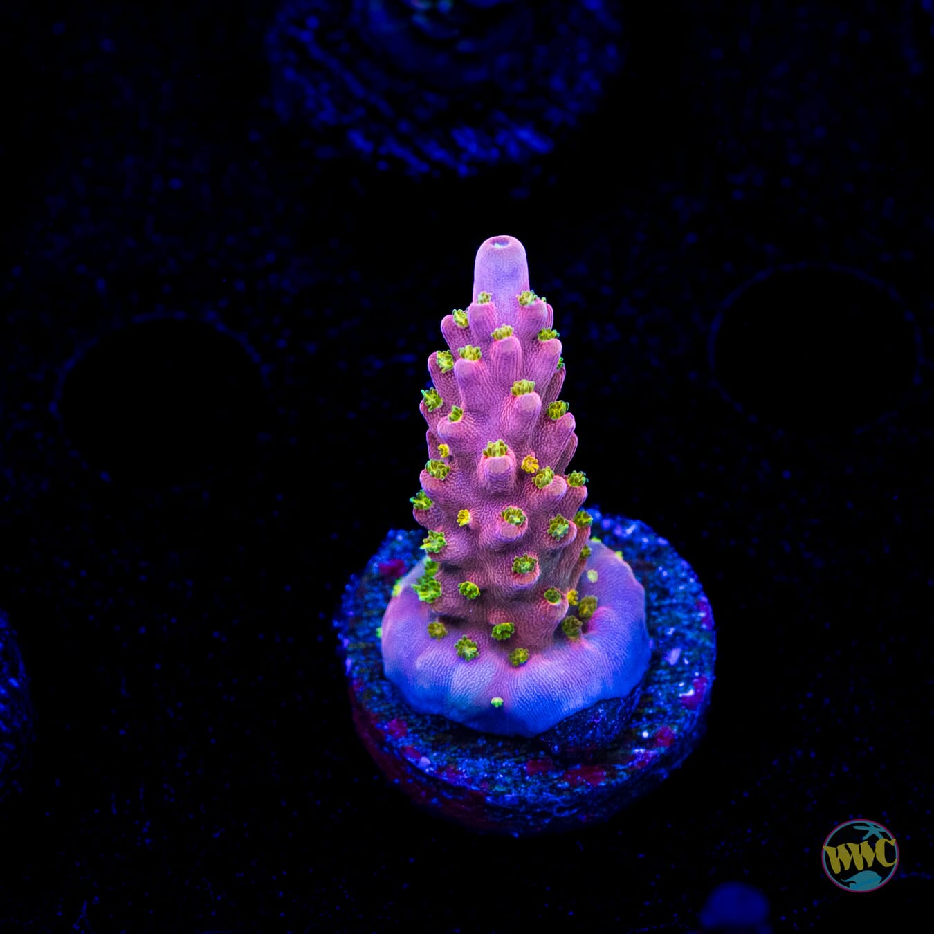 WWC Fruit Mix Acropora