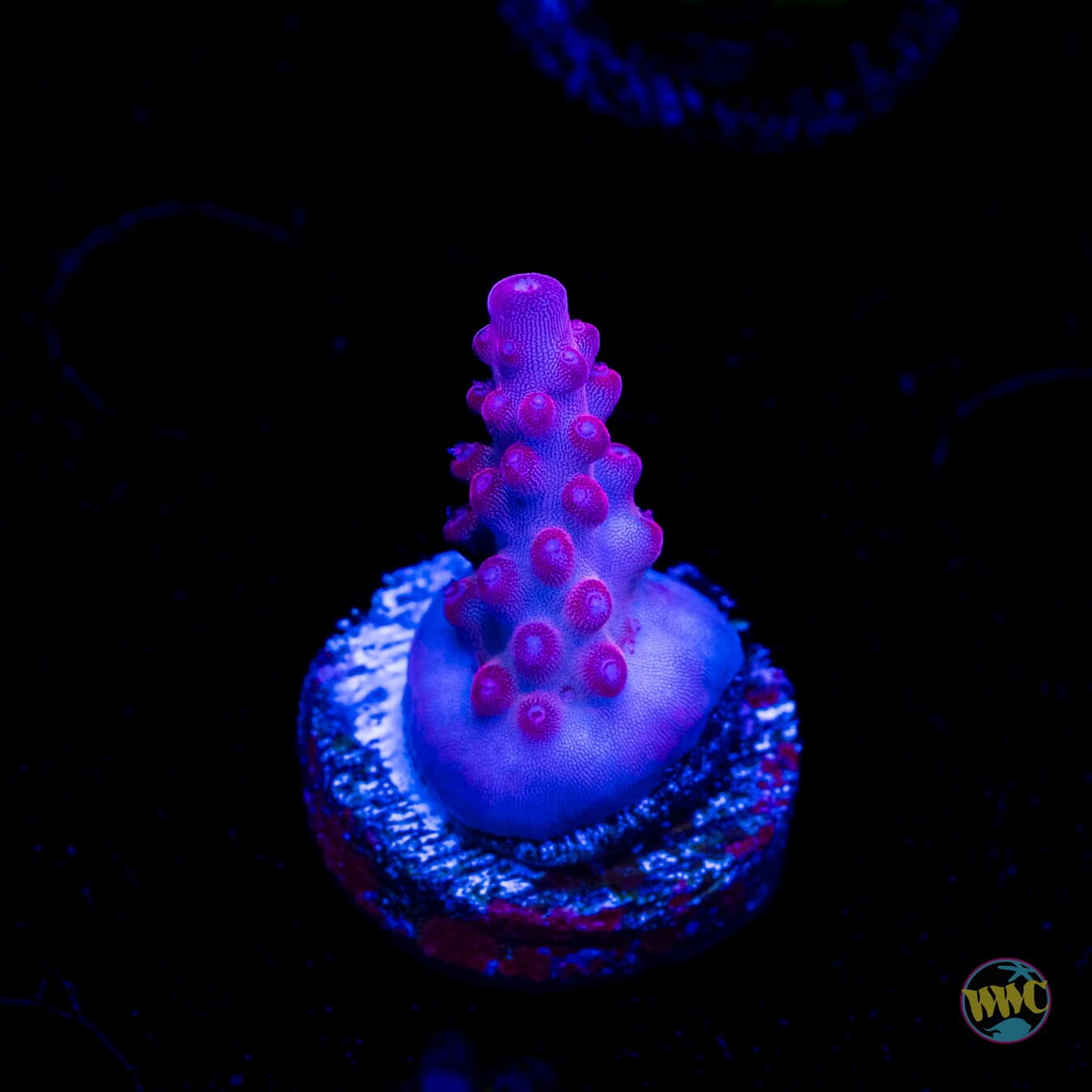 WWC Deep Purple Acropora