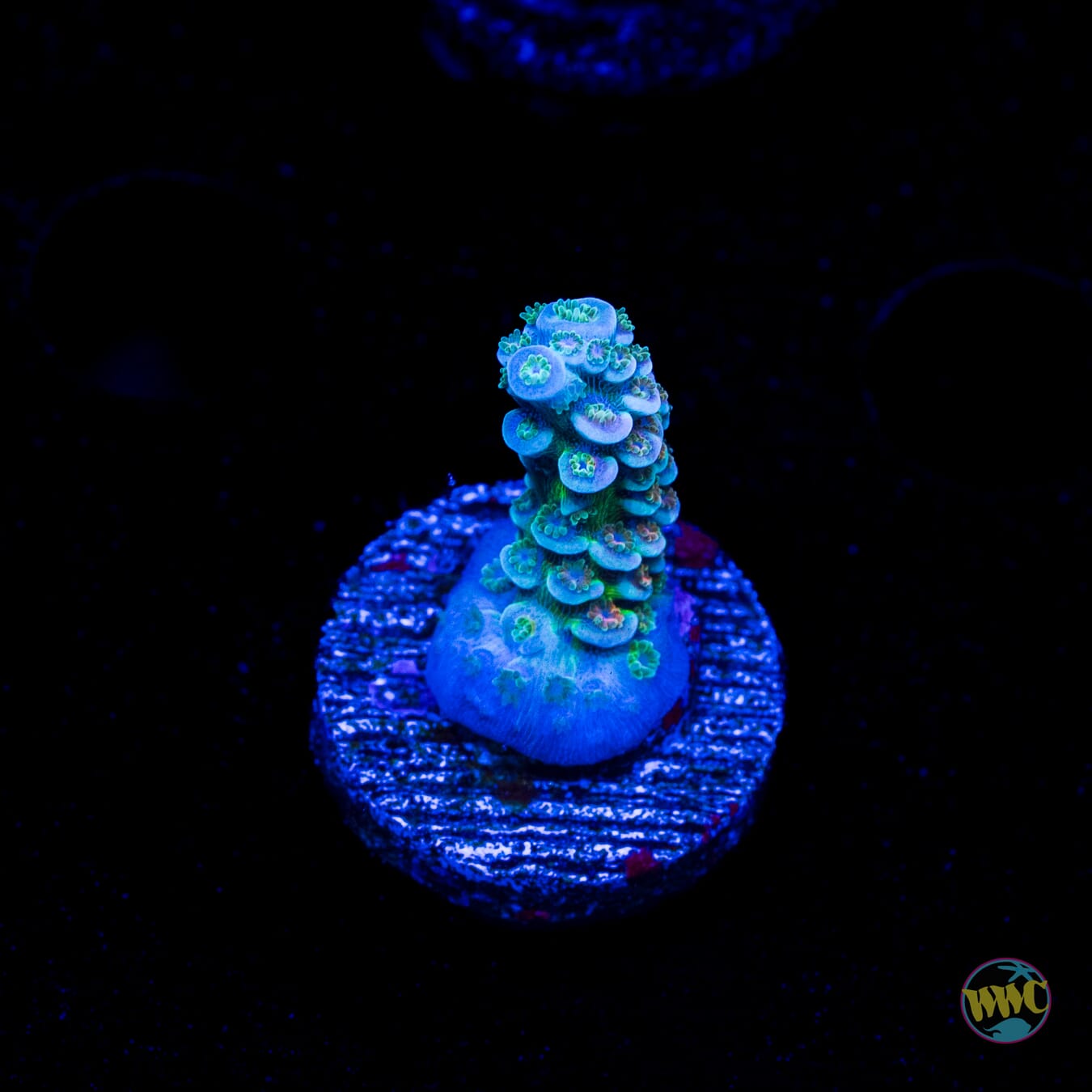 WWC Hair of the Dog Tenuis Acropora