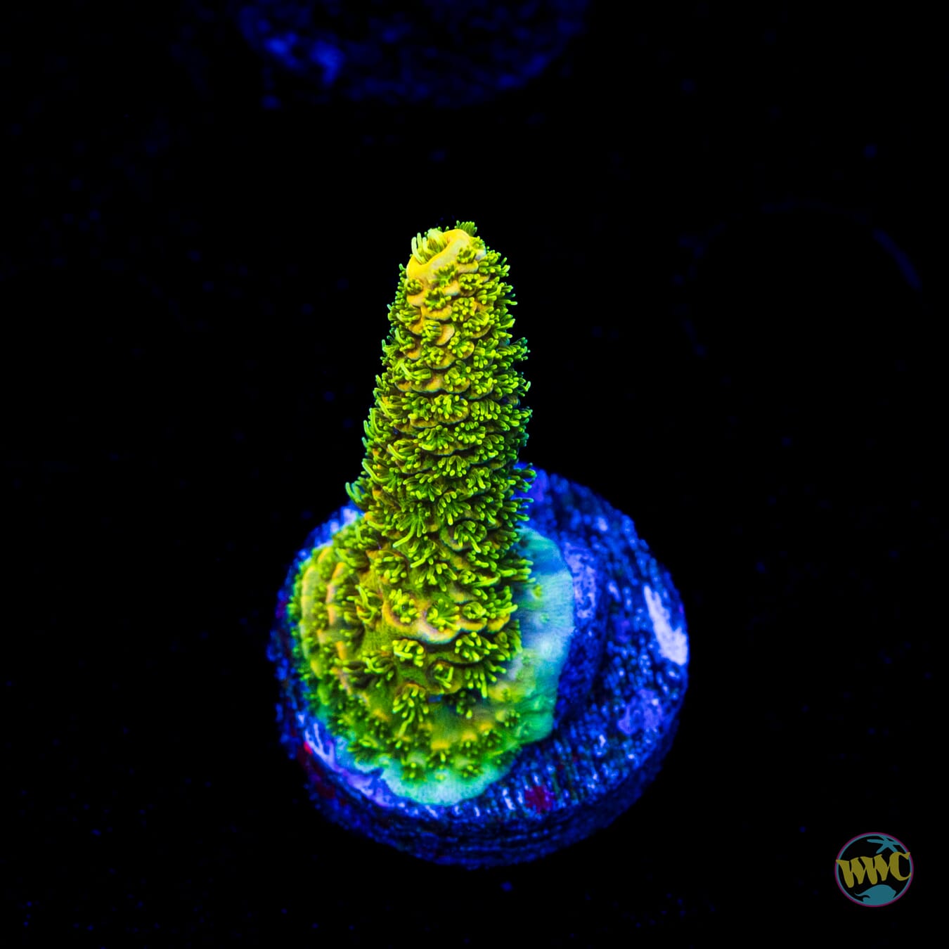 WWC Chromium Mille Acropora