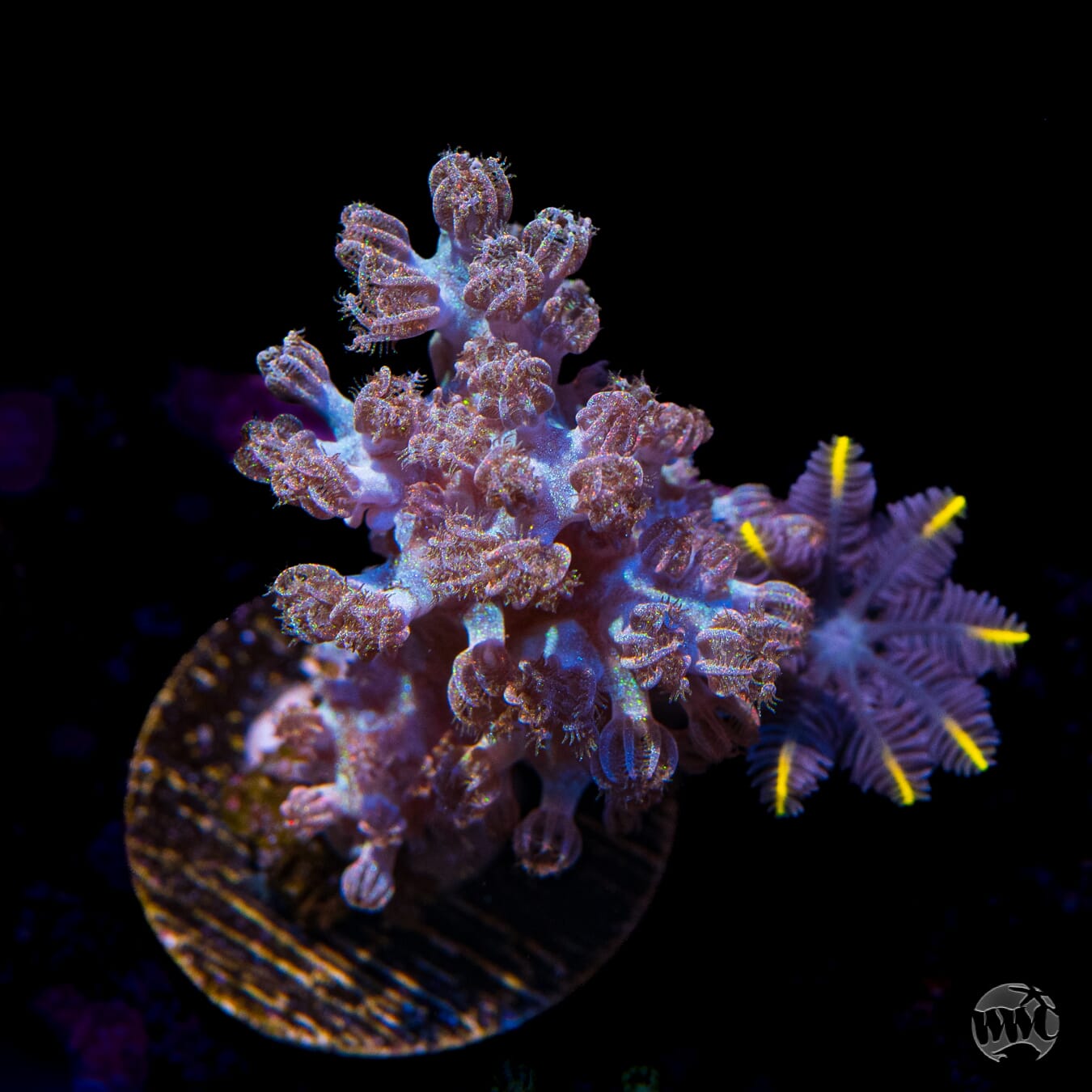 WWC Combo Rainbow Sprinkles Cespitularia and Flame Tipped Clove Polyps