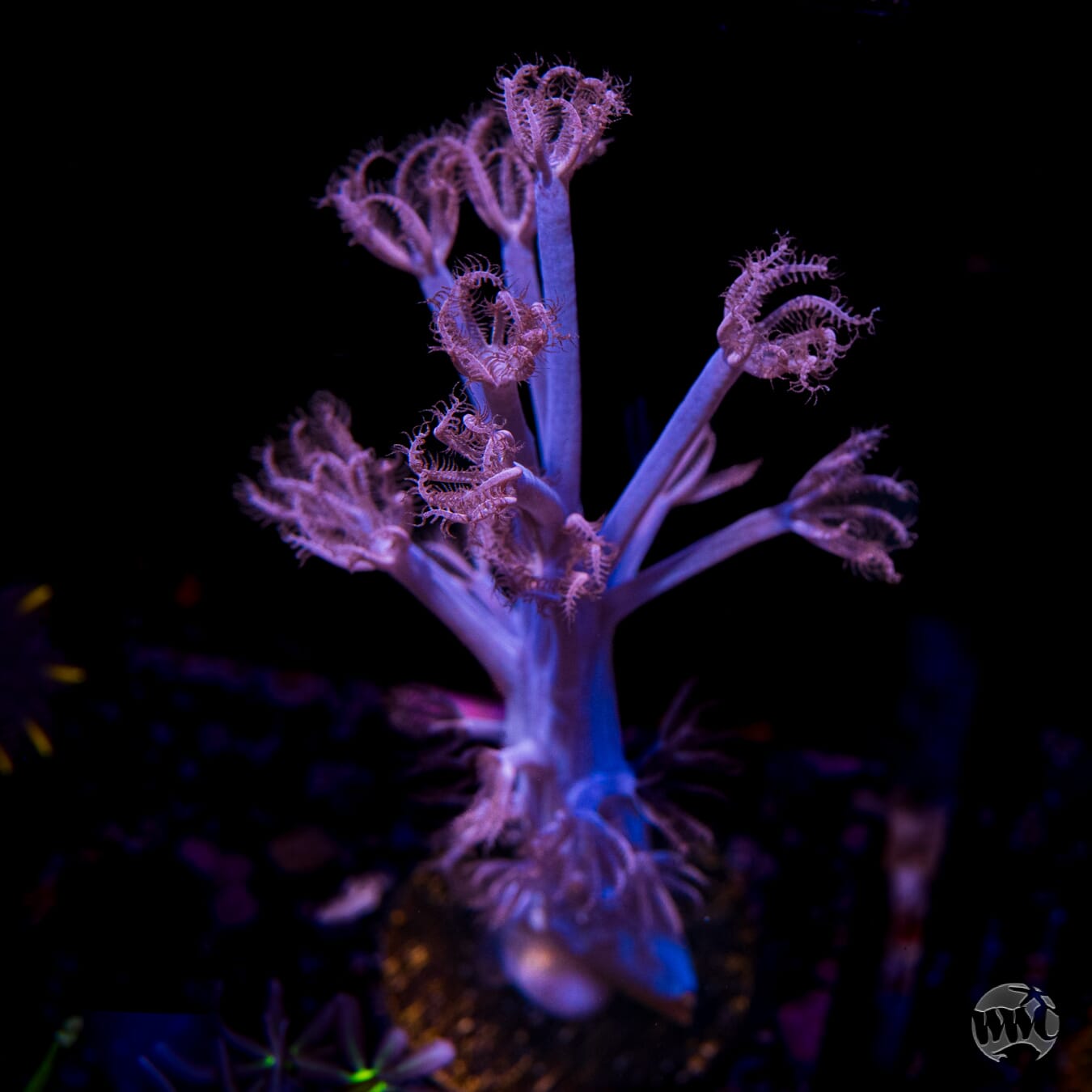 WWC Purple Cespitularia