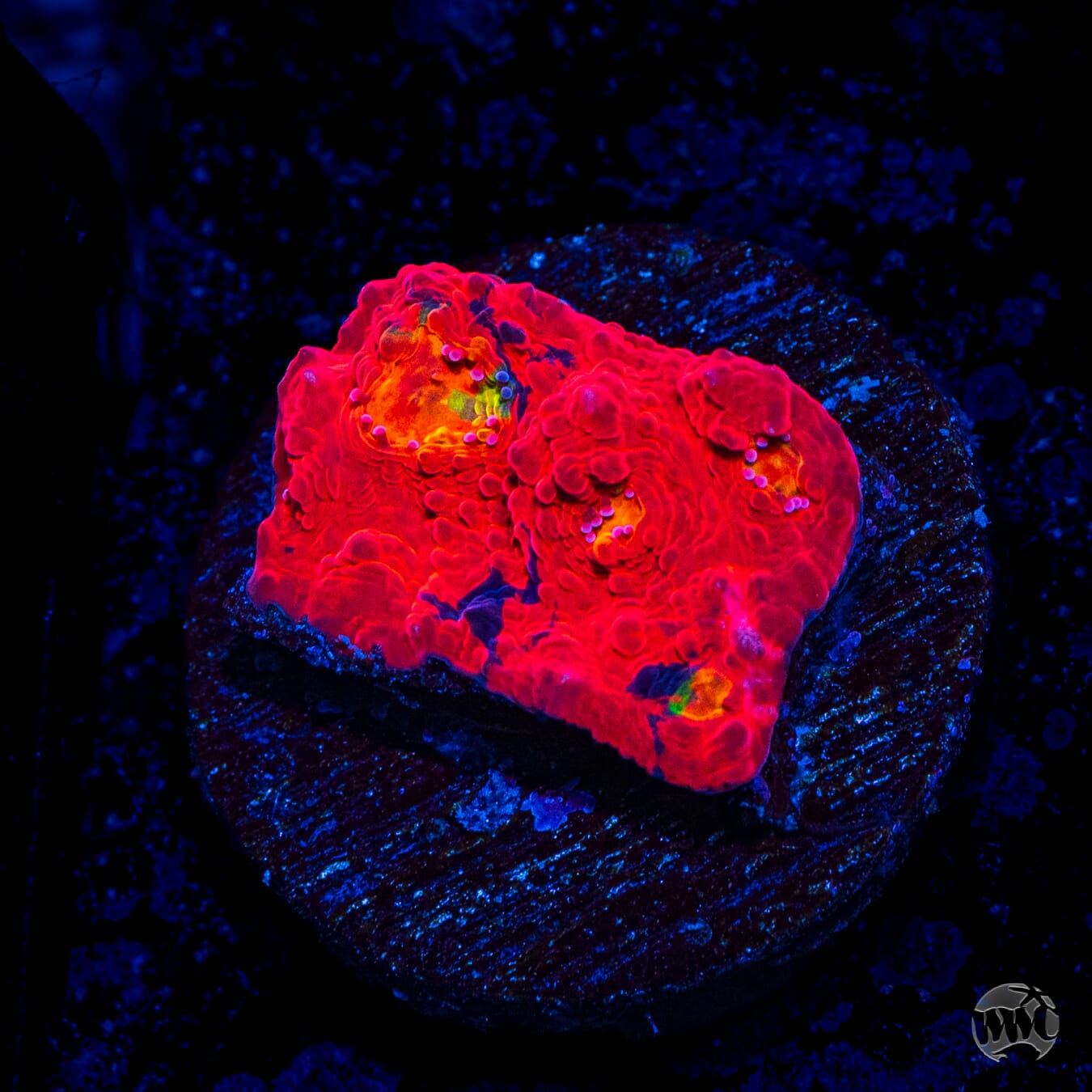 WWC Big Bang Chalice