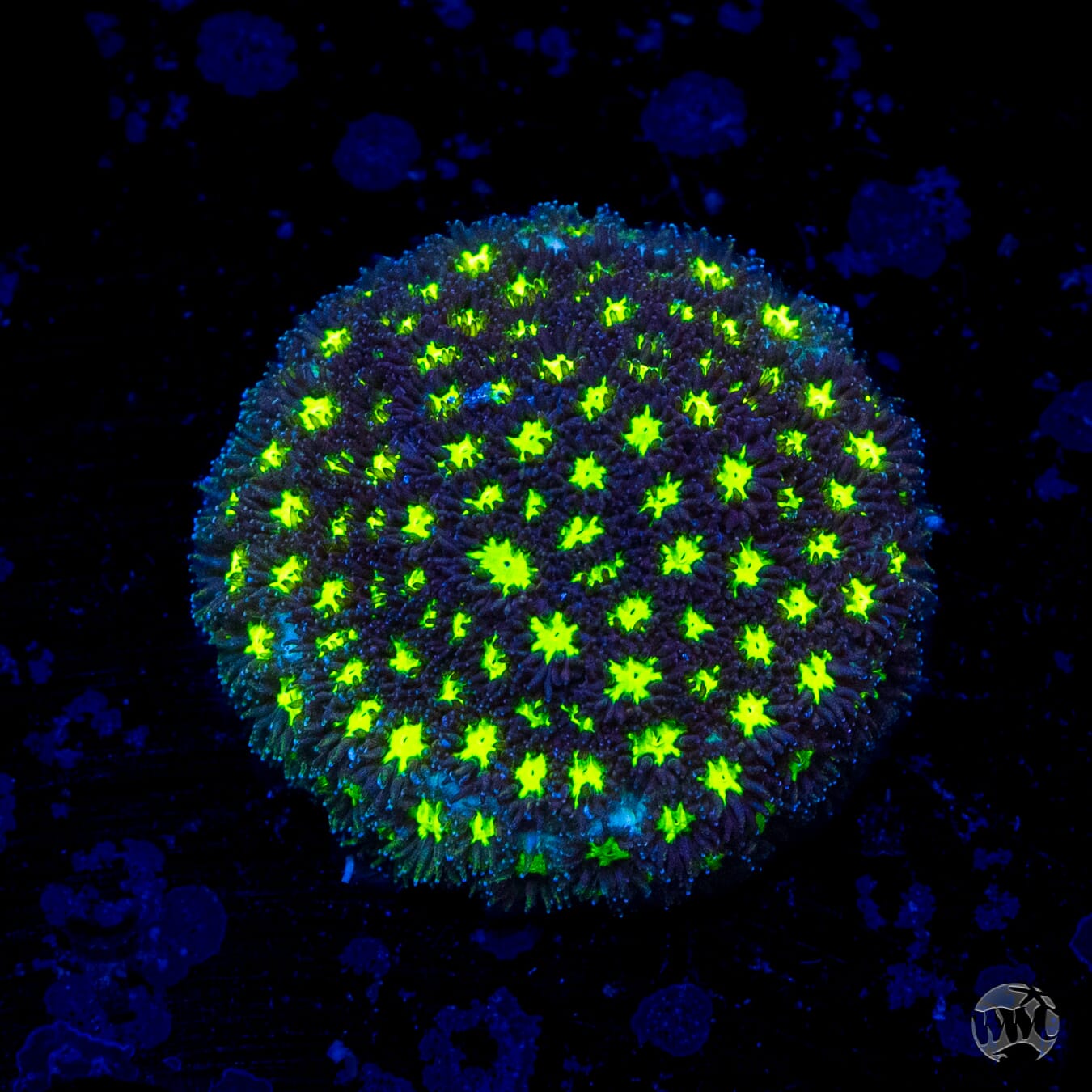 WWC Spooky Leptastrea