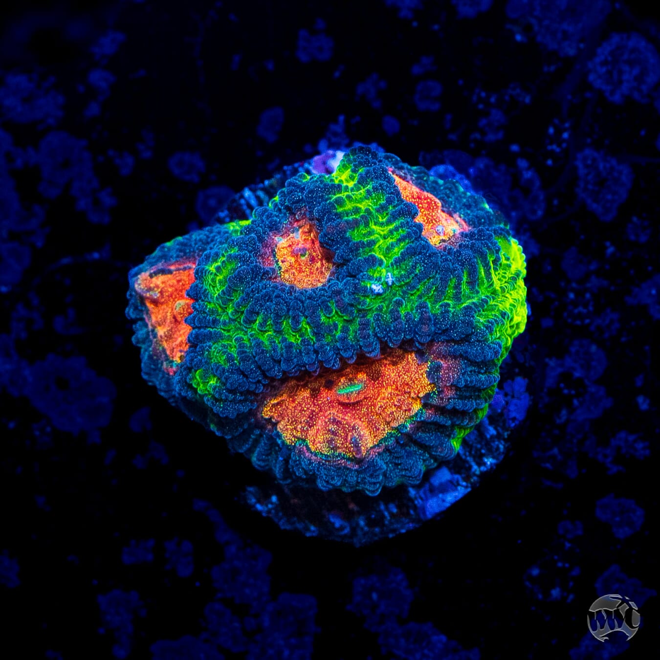 WWC Earthquake Favia