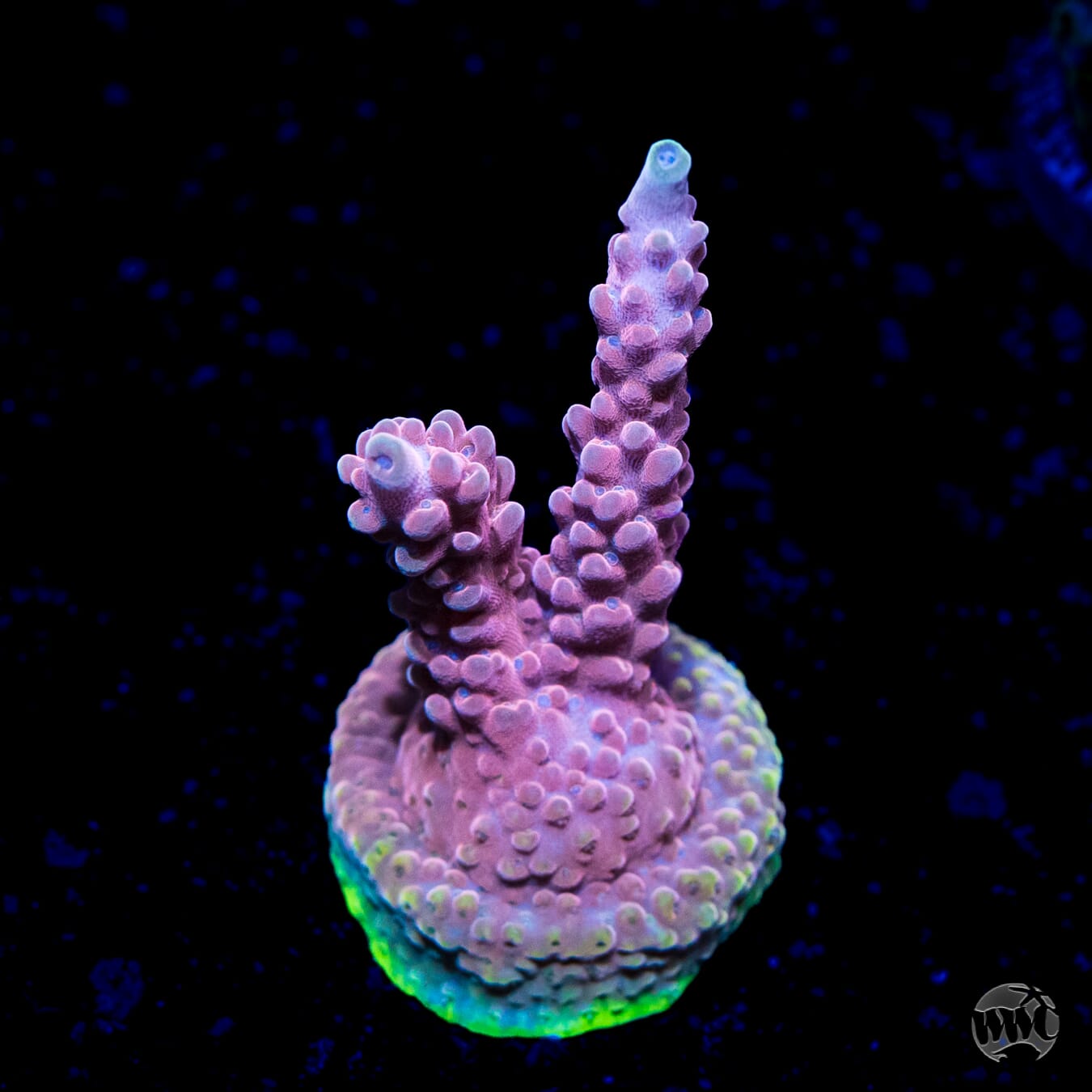 WWC Inner Planet Acropora