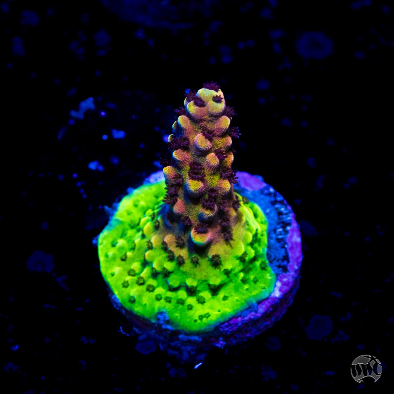 WWC Red Cadillac Acropora