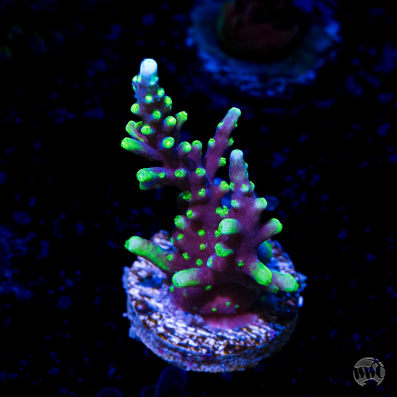 WWC Moonshine Acropora