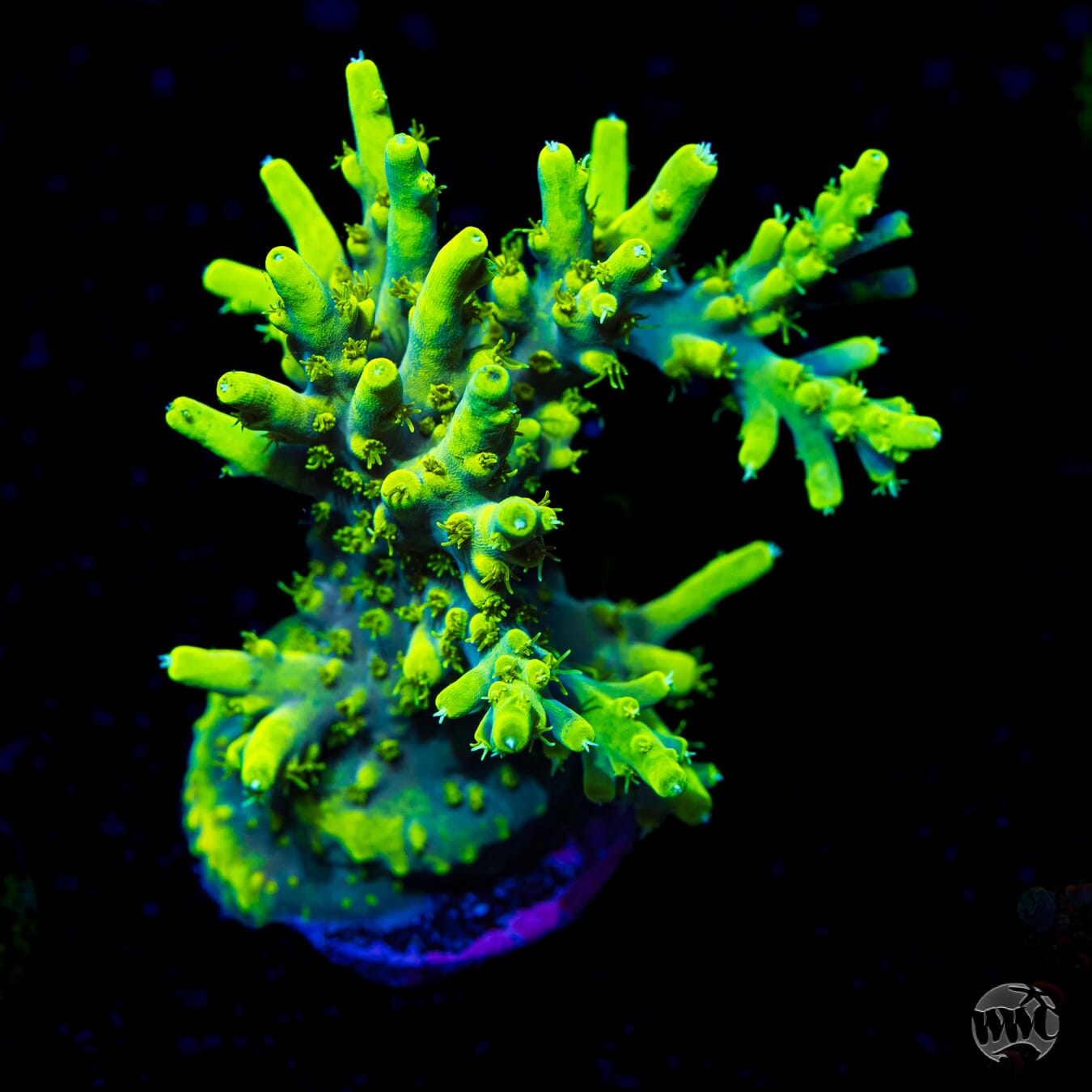 WWC Yodaz Acropora